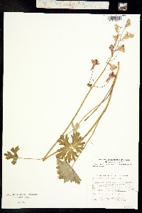 Delphinium nudicaule image