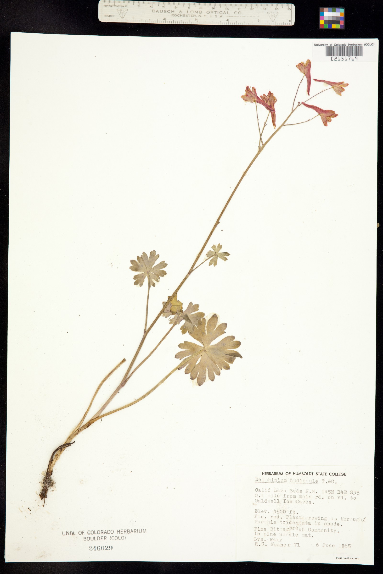 Delphinium nudicaule image