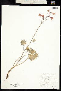 Delphinium nudicaule image