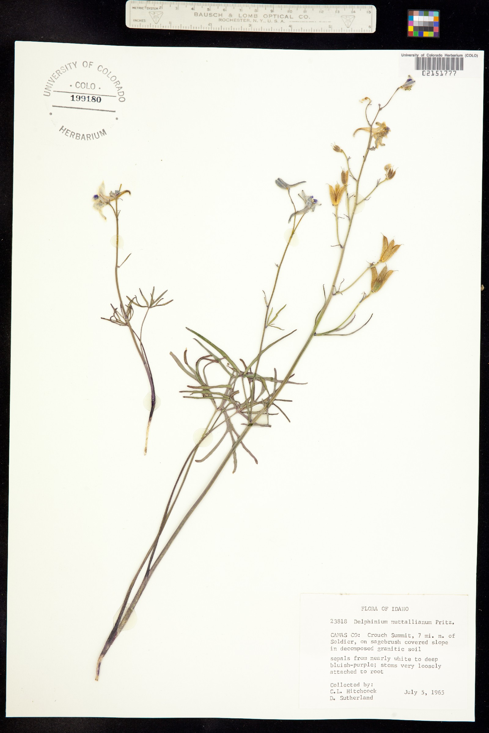 Delphinium nuttallianum image