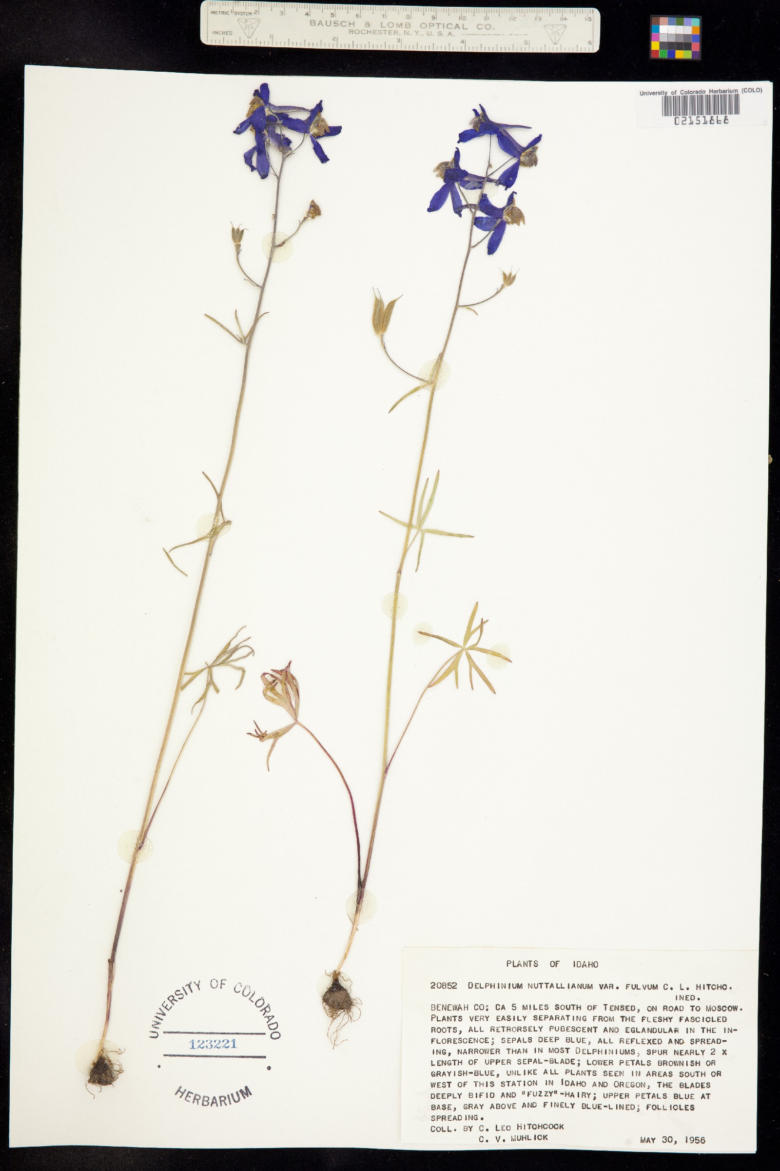 Delphinium nuttallianum image