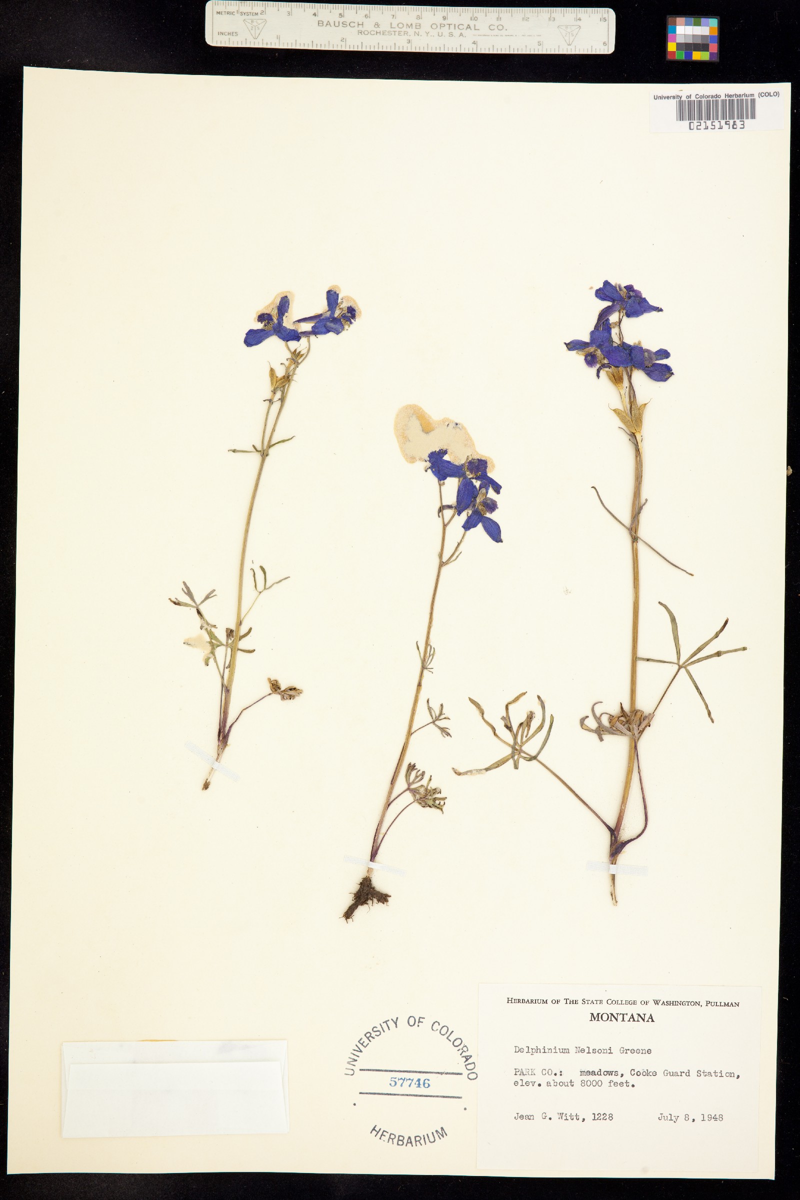 Delphinium nuttallianum image