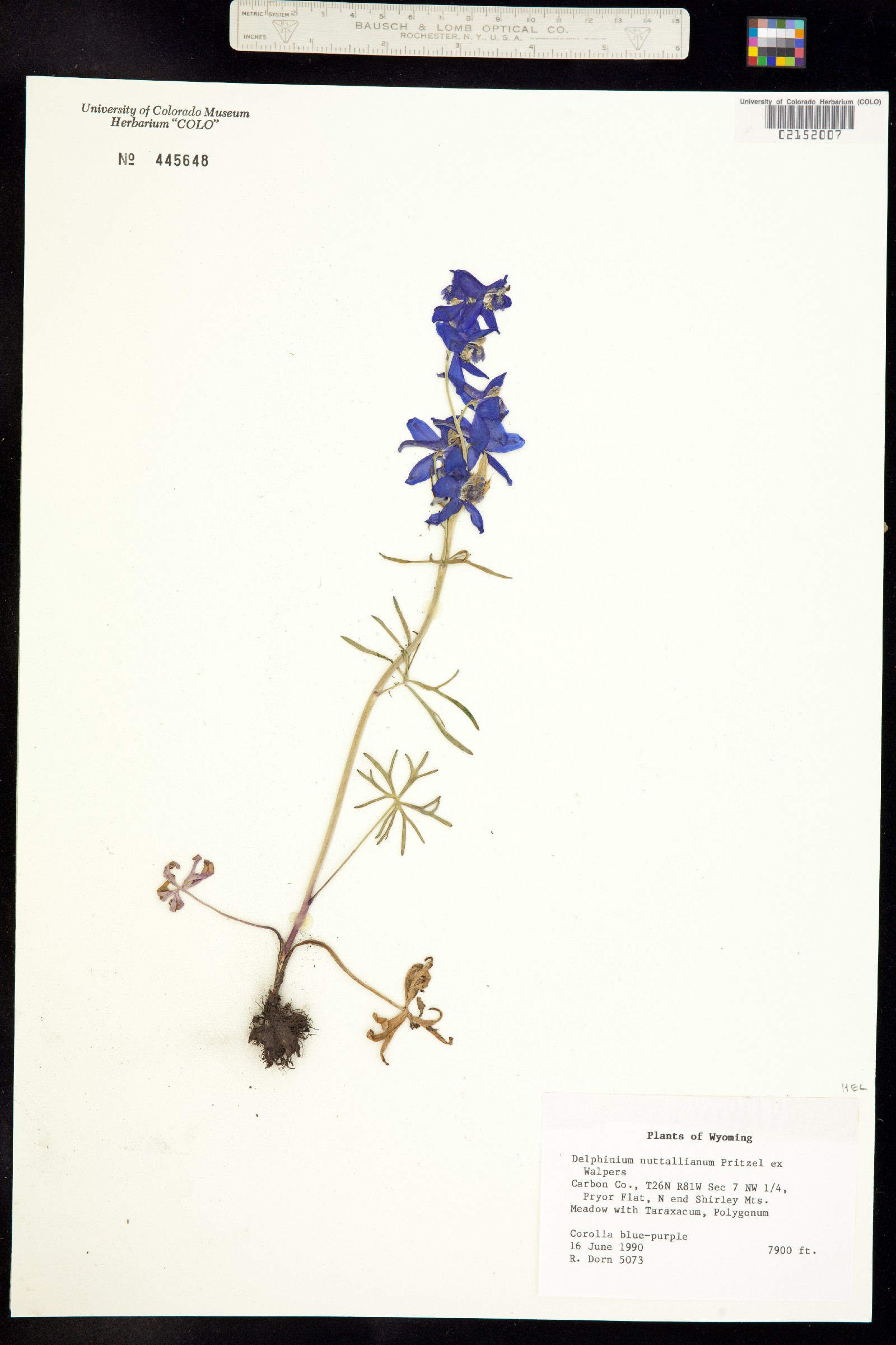 Delphinium nuttallianum image