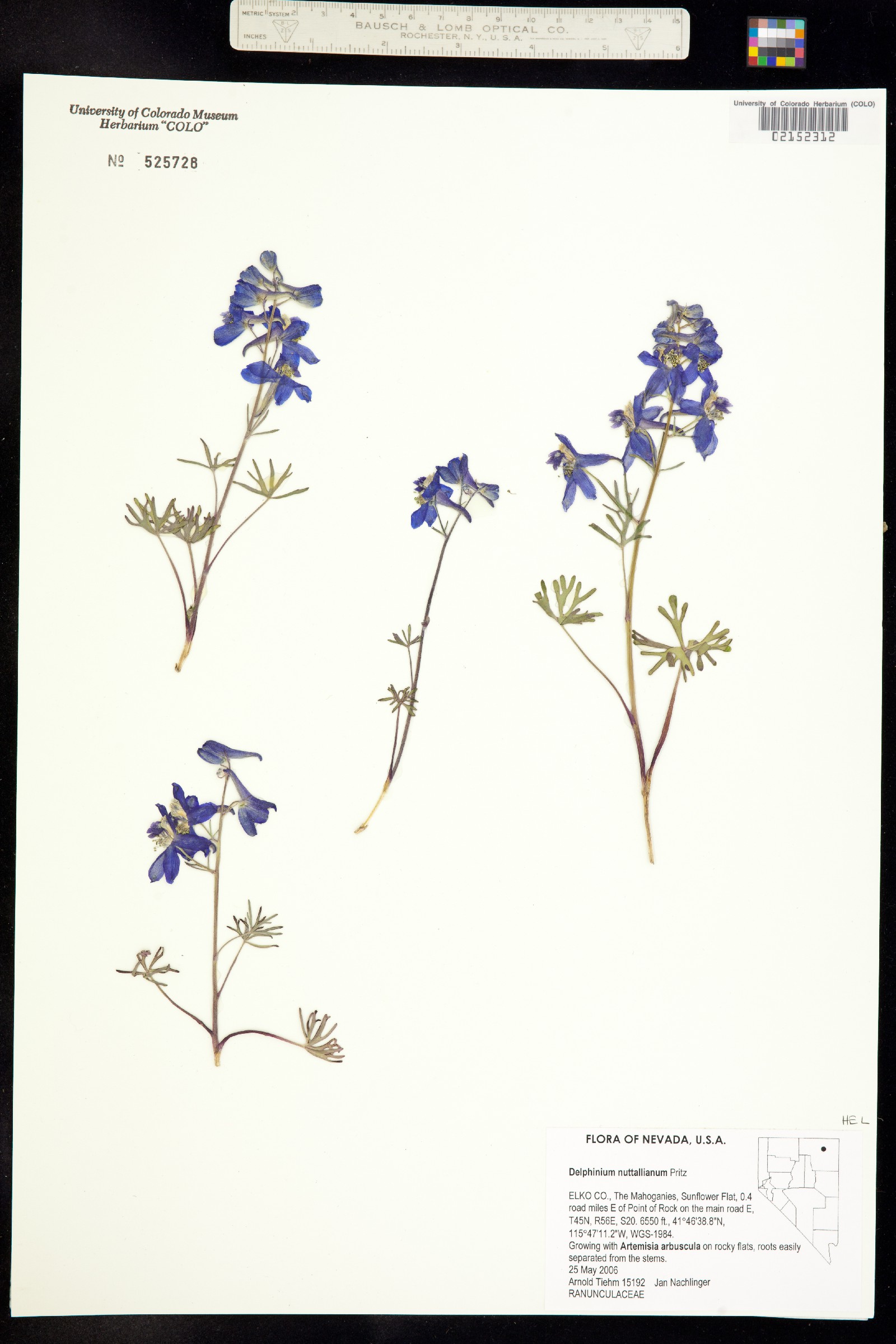 Delphinium nuttallianum image