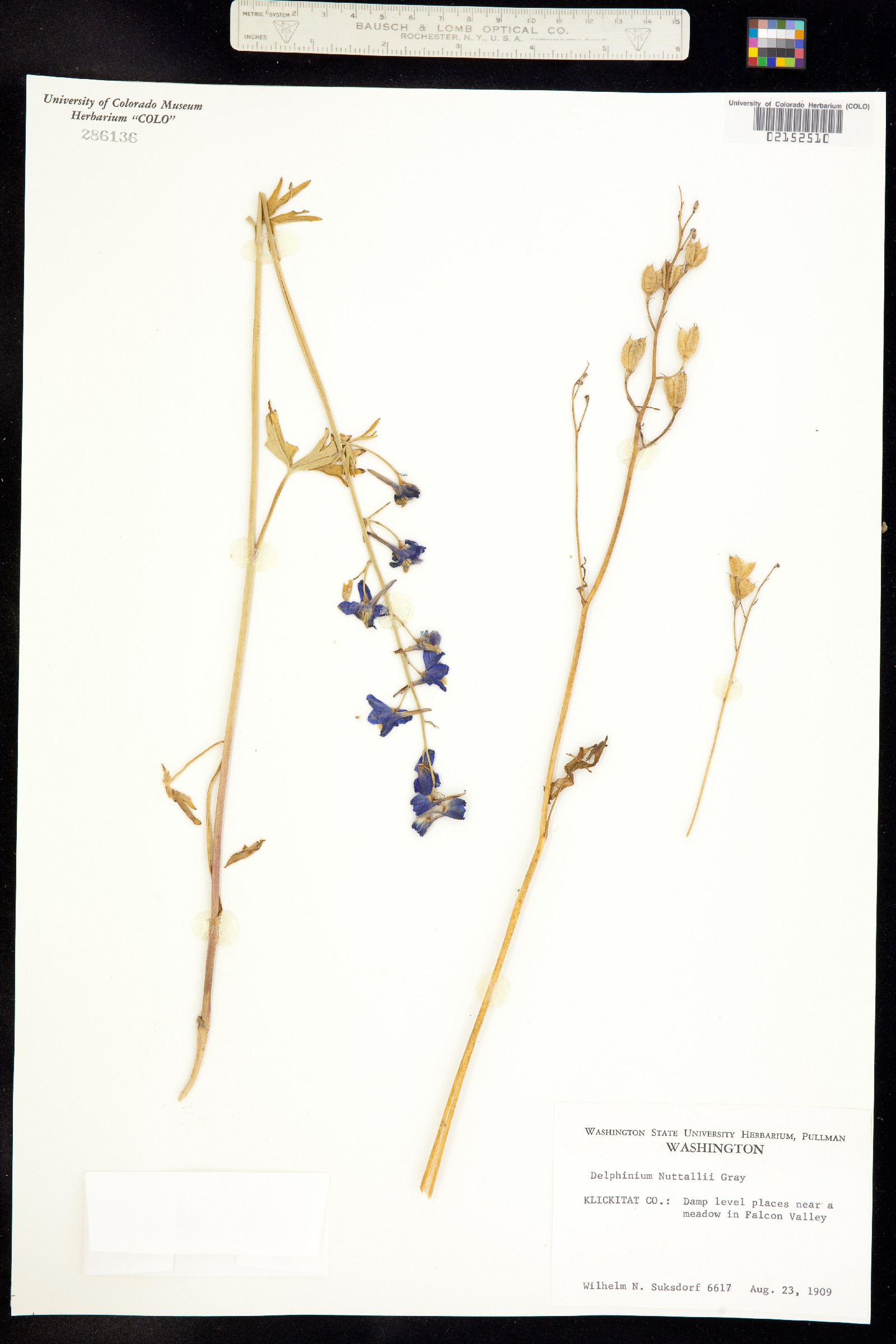 Delphinium nuttallii image