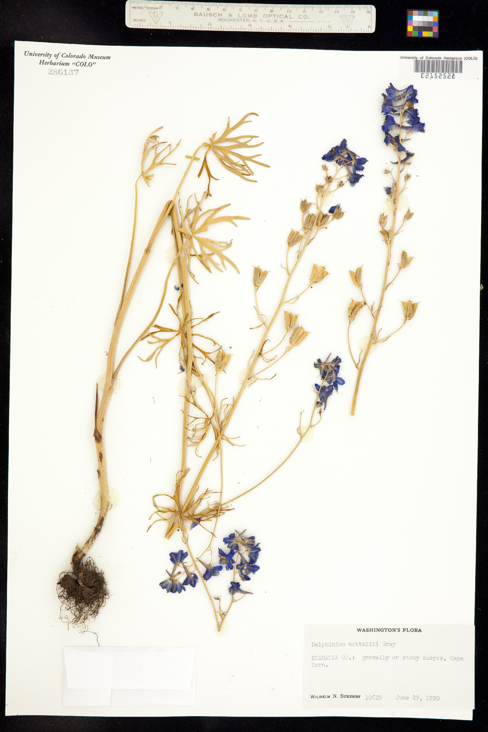 Delphinium nuttallii image