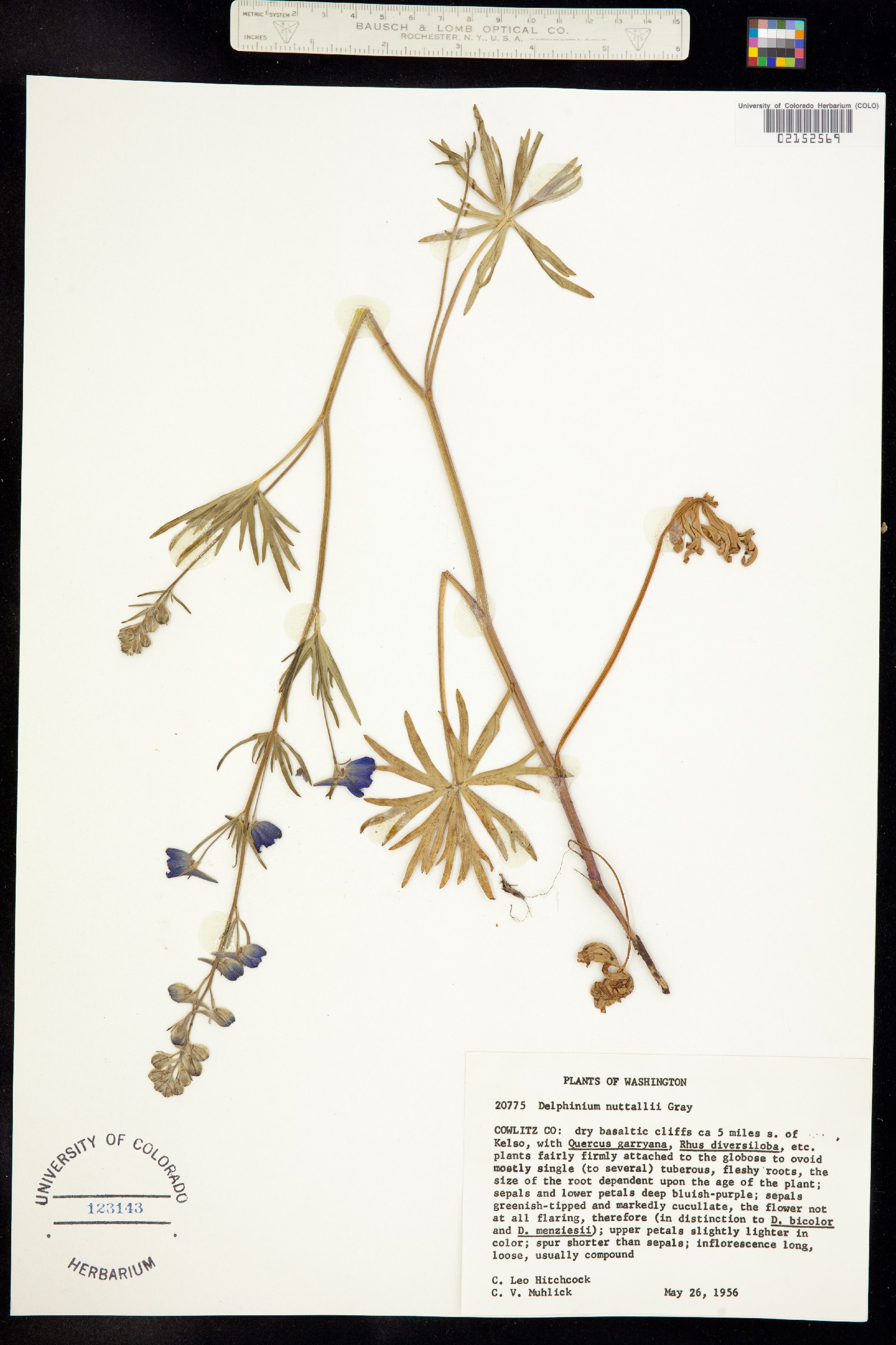 Delphinium nuttallii image