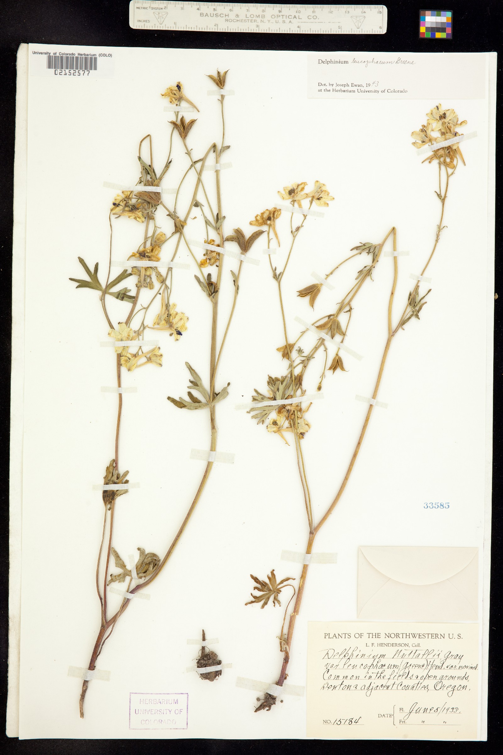 Delphinium nuttallii image