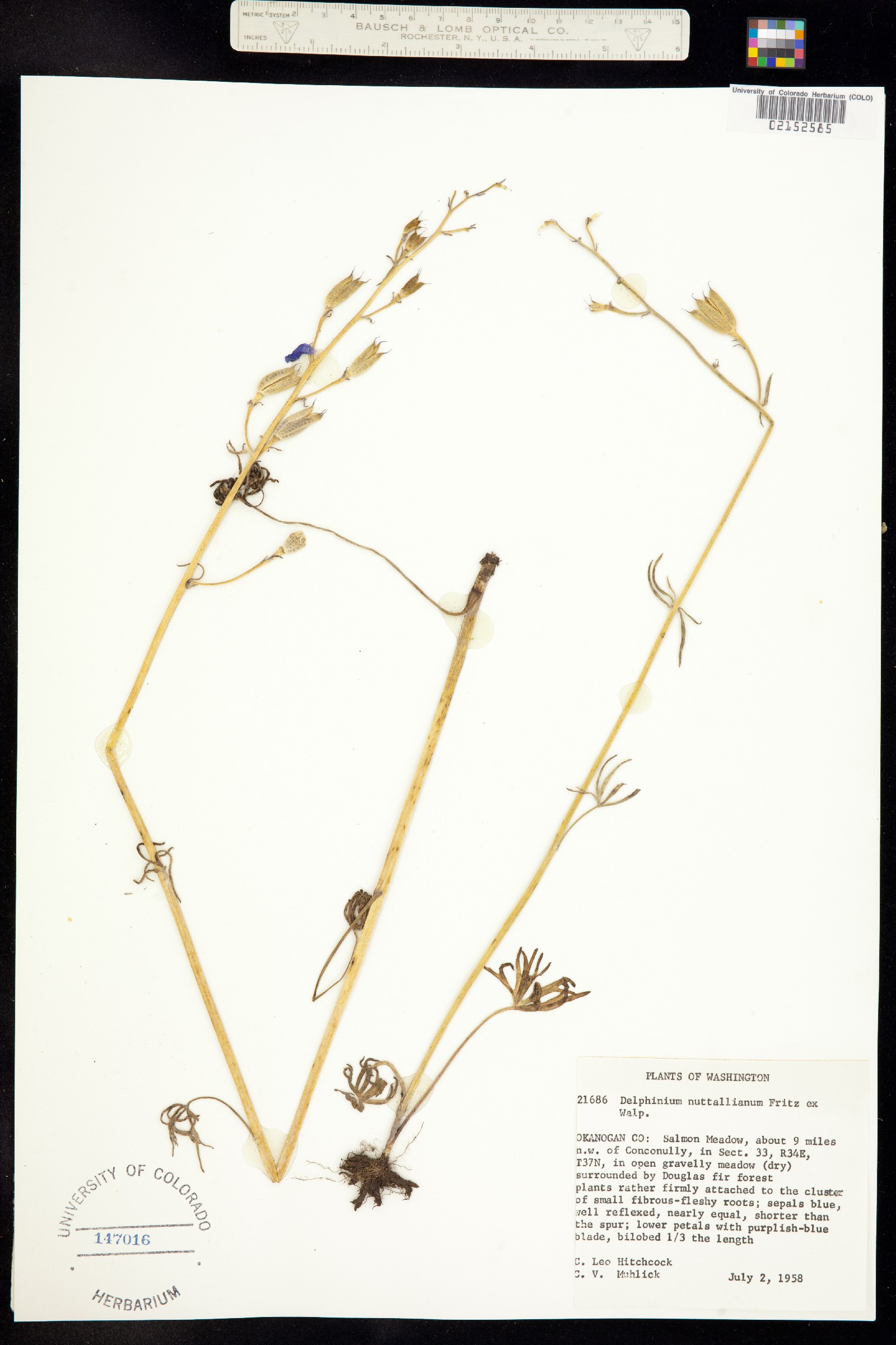 Delphinium nuttallianum image