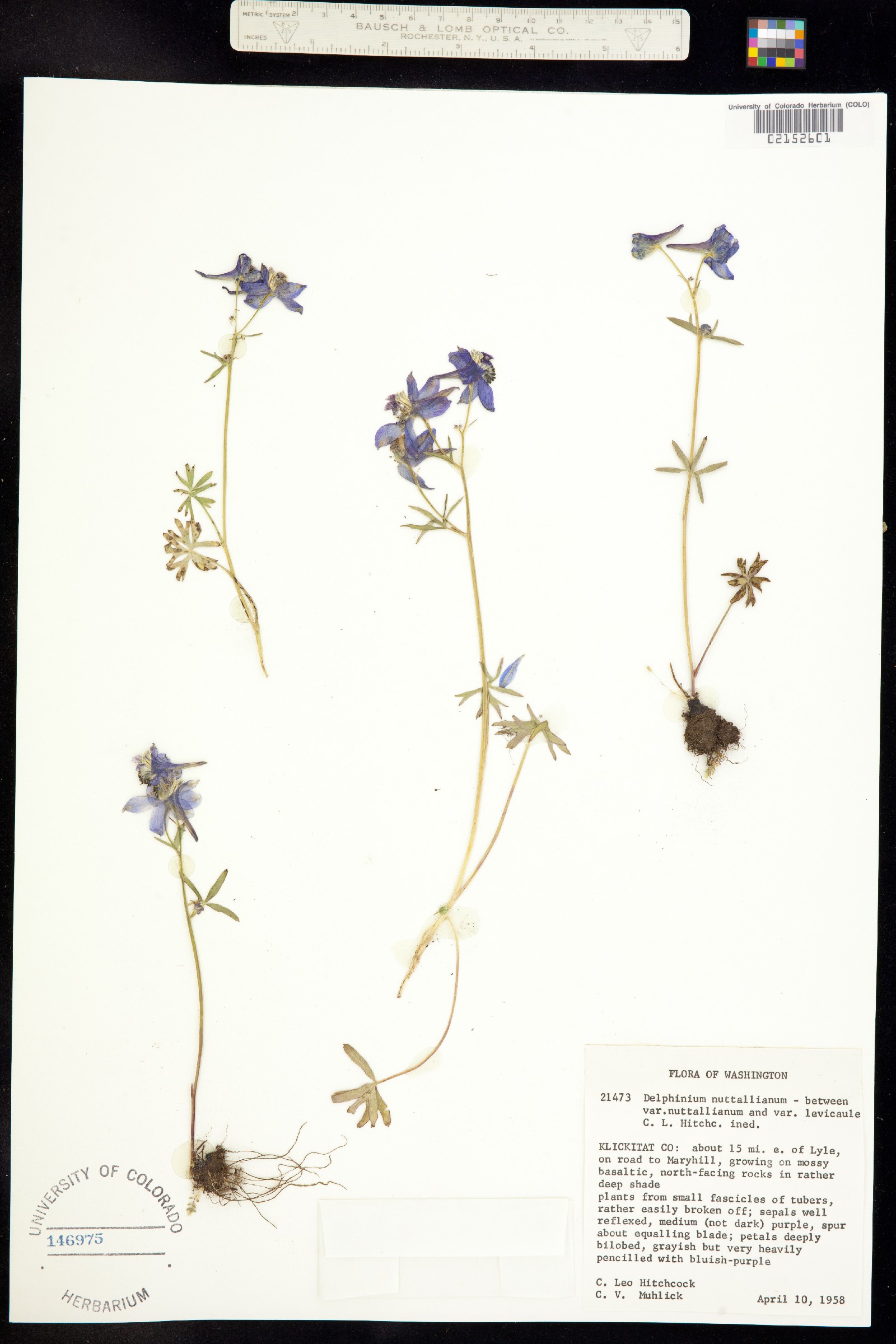 Delphinium nuttallianum image