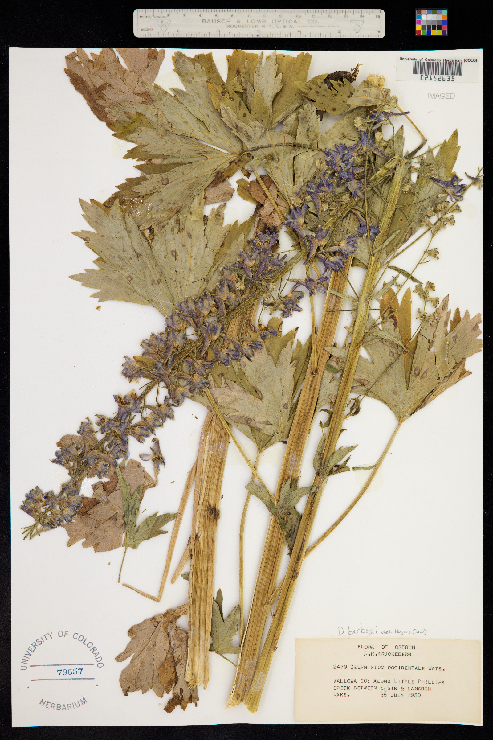Delphinium barbeyi image