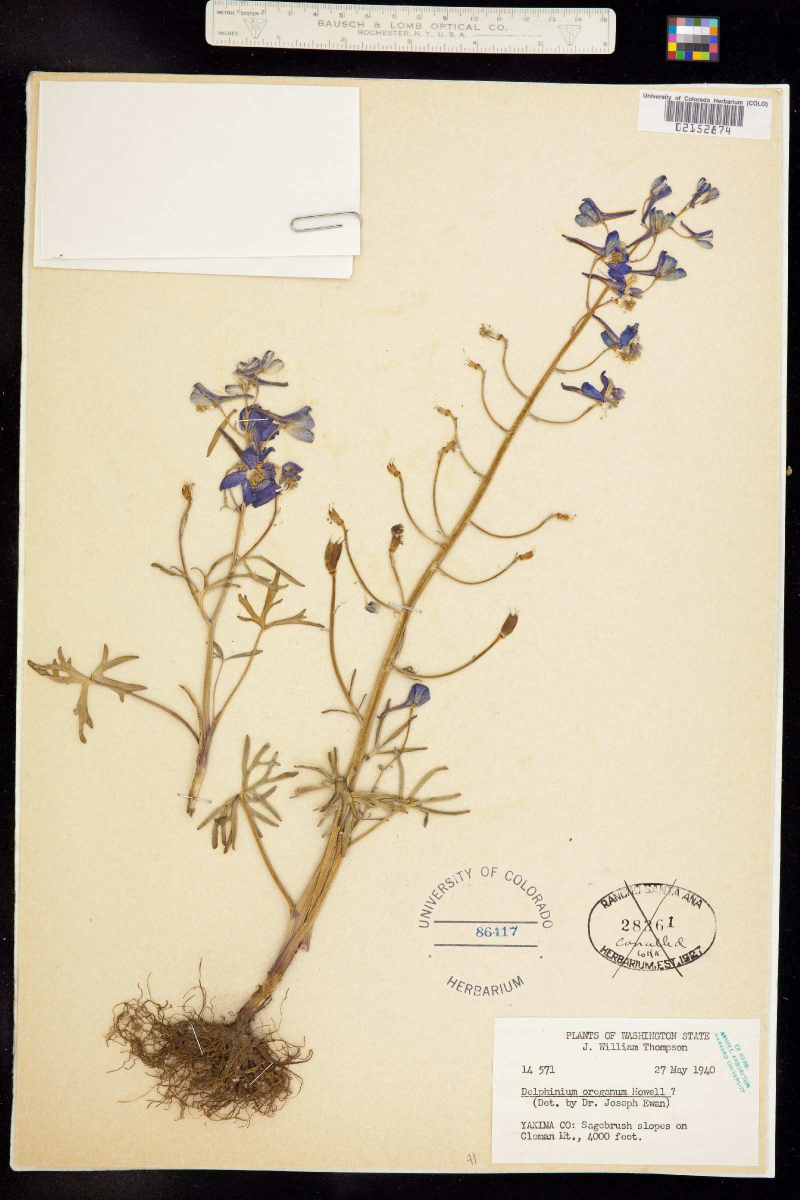 Delphinium nuttallii ssp. nuttallii image