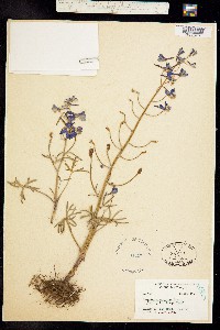 Delphinium nuttallii ssp. nuttallii image