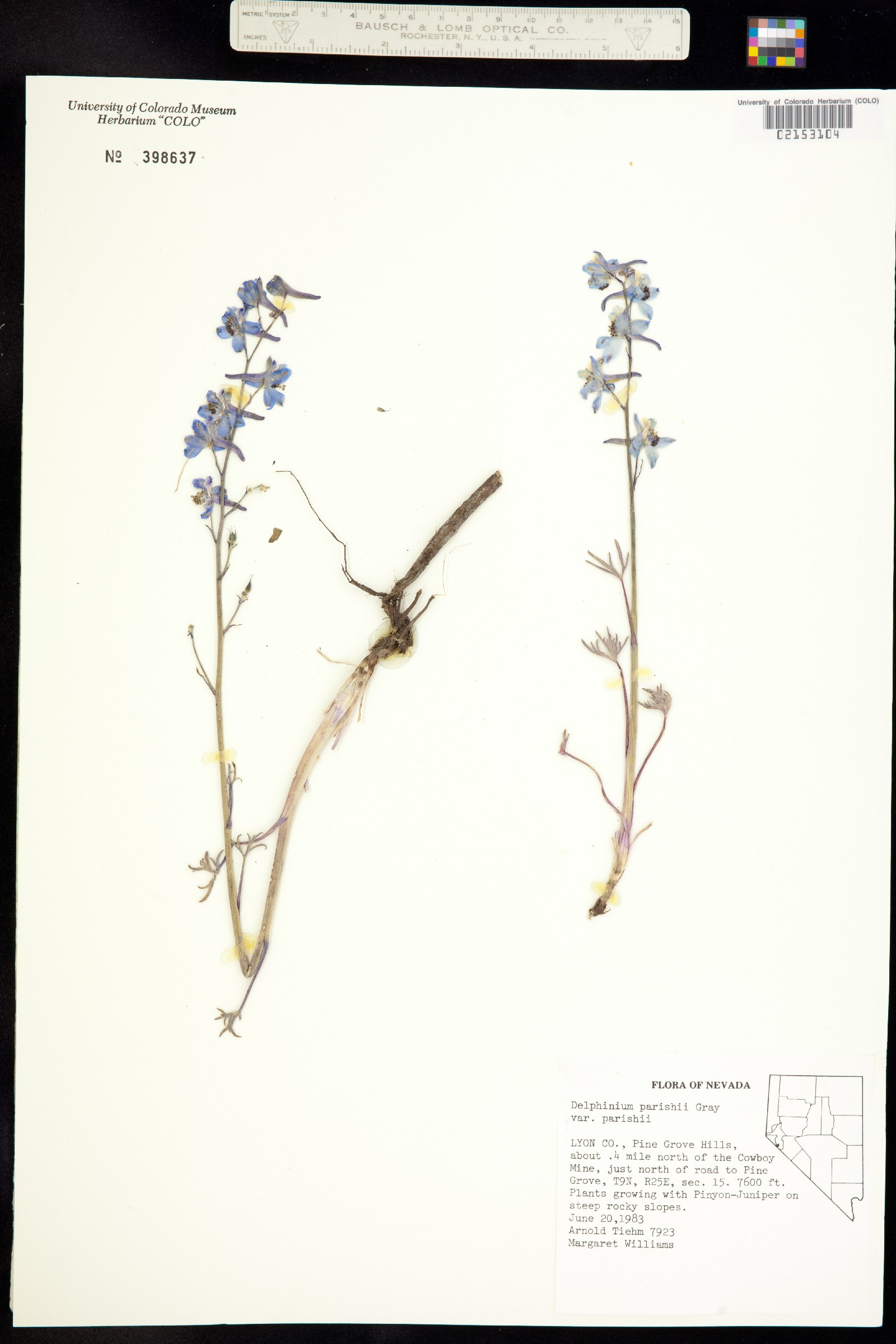 Delphinium parishii image