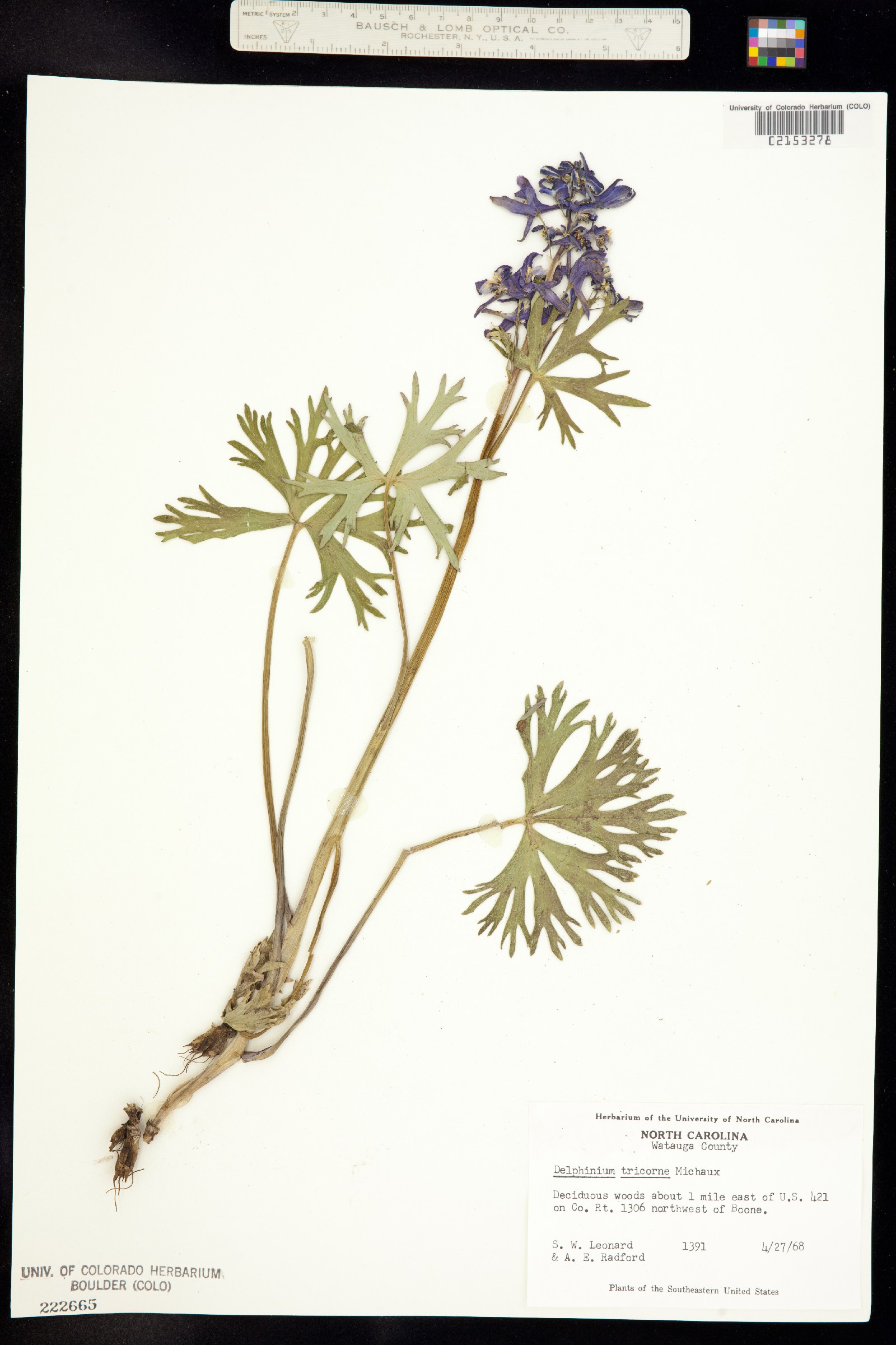 Delphinium tricorne image