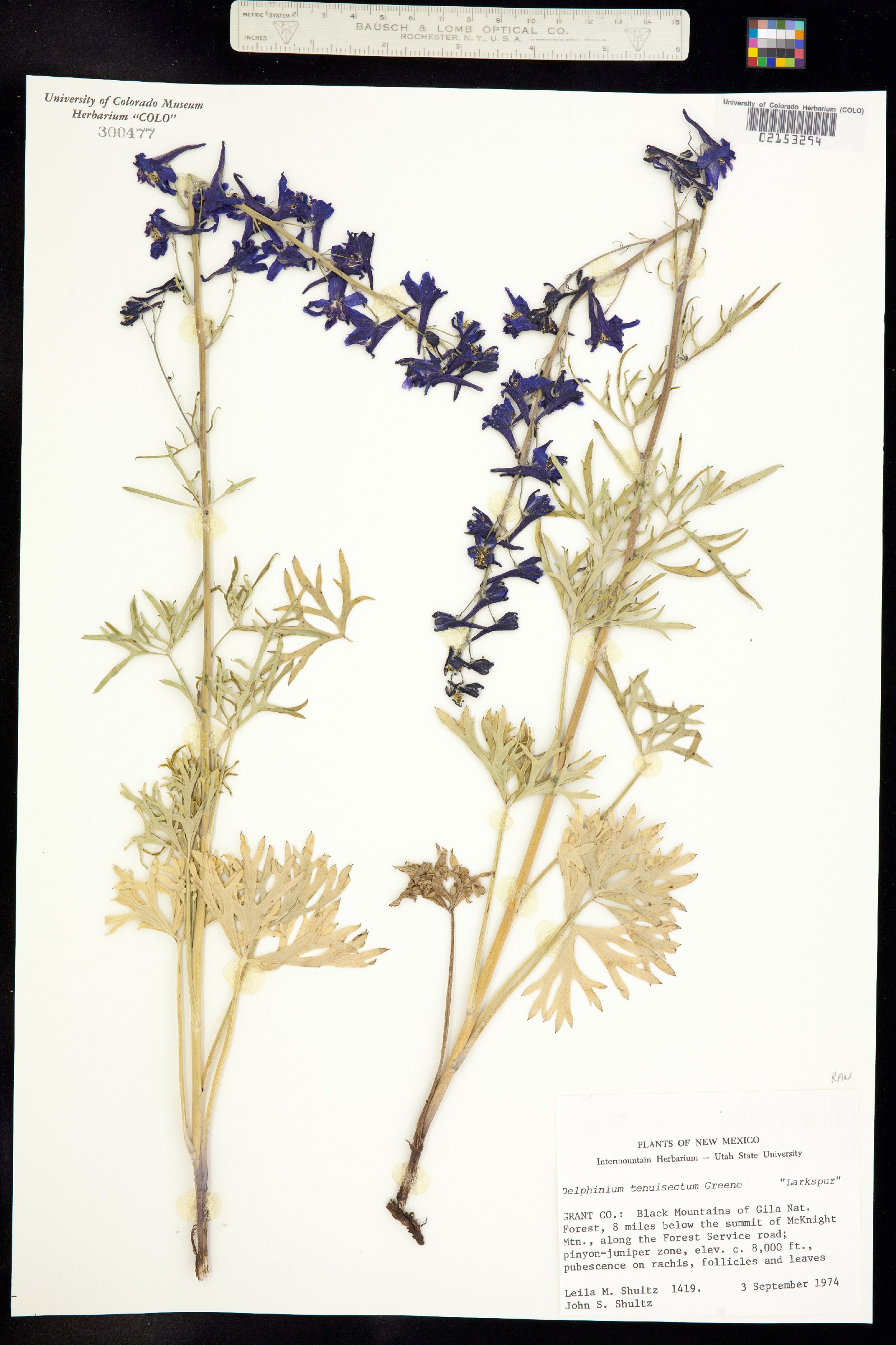 Delphinium tenuisectum image