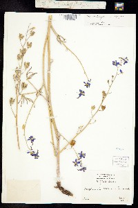 Delphinium parishii ssp. subglobosum image