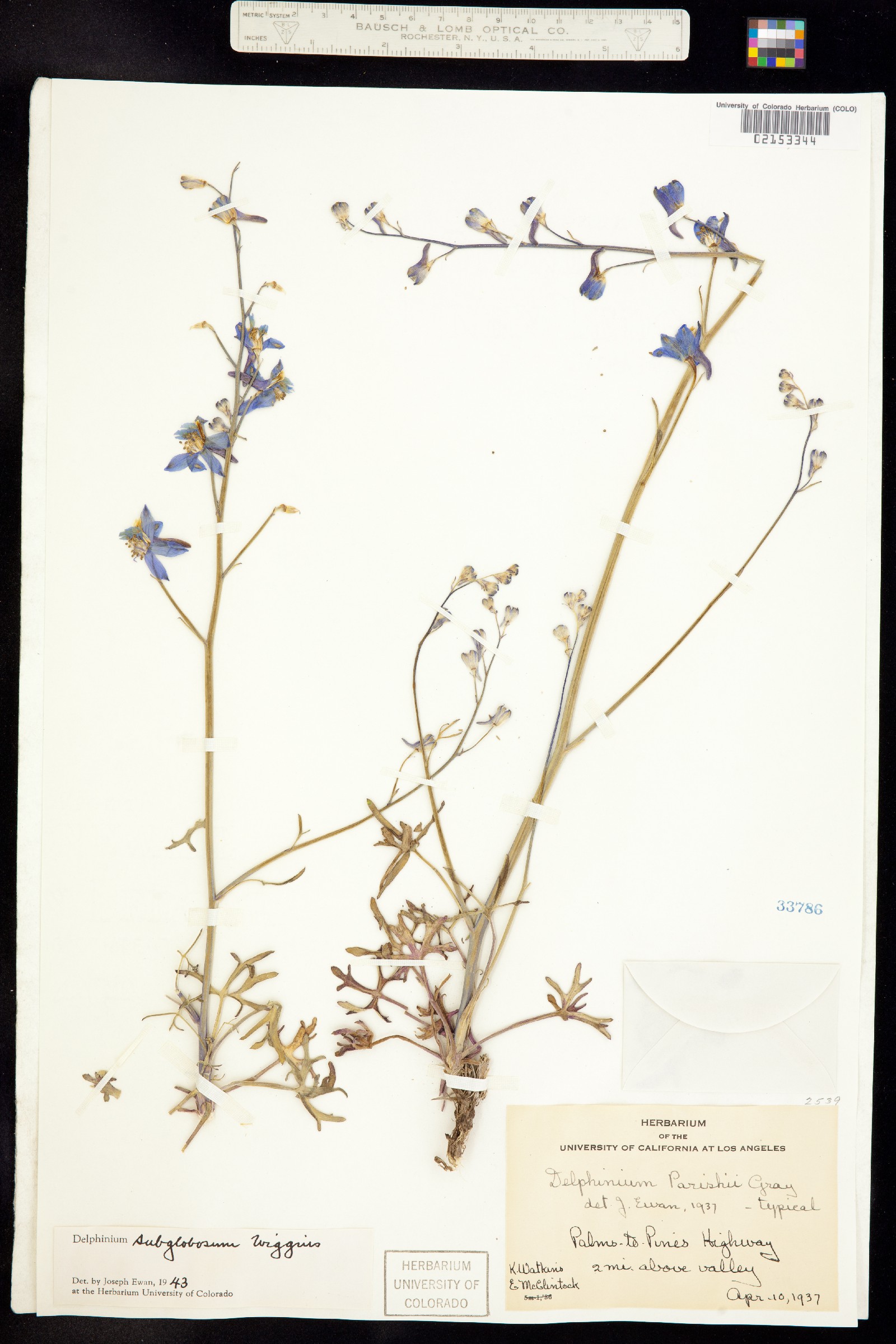 Delphinium parishii image