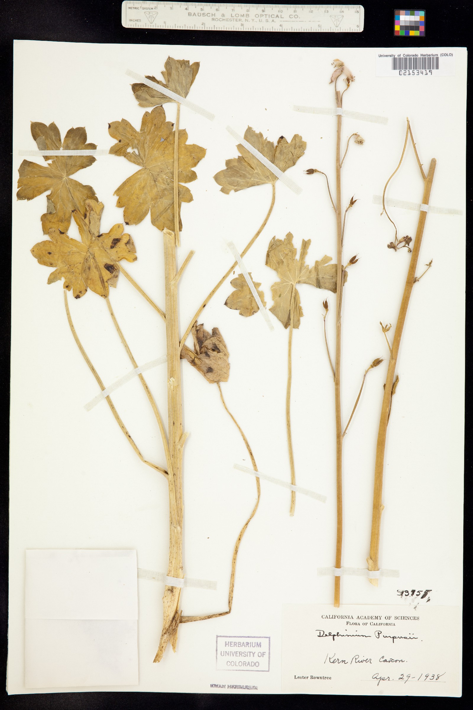 Delphinium purpusii image