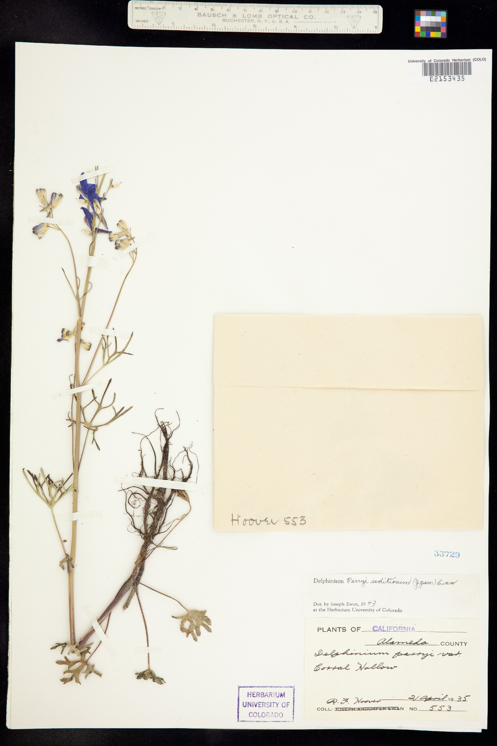 Delphinium parryi image