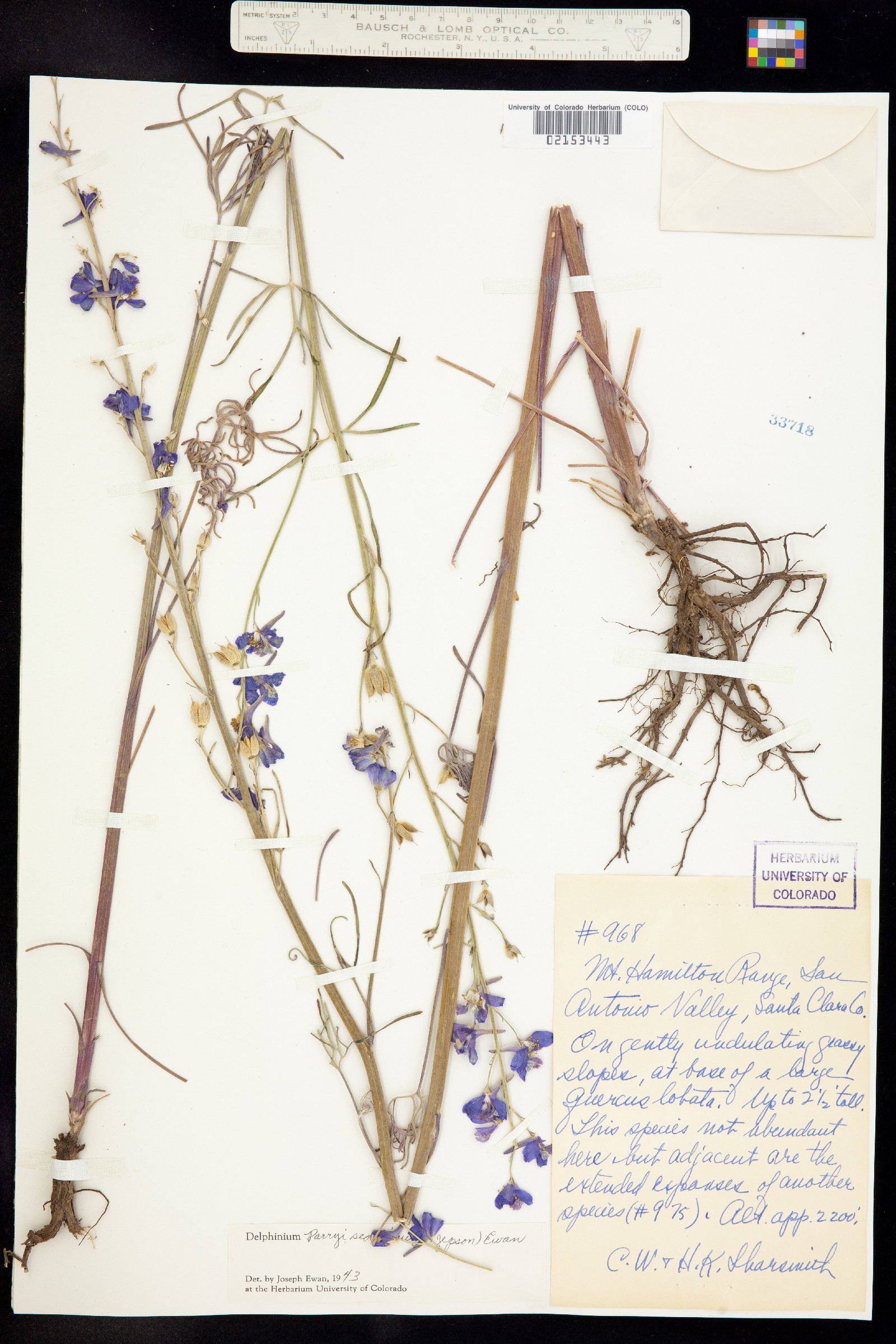 Delphinium parryi image