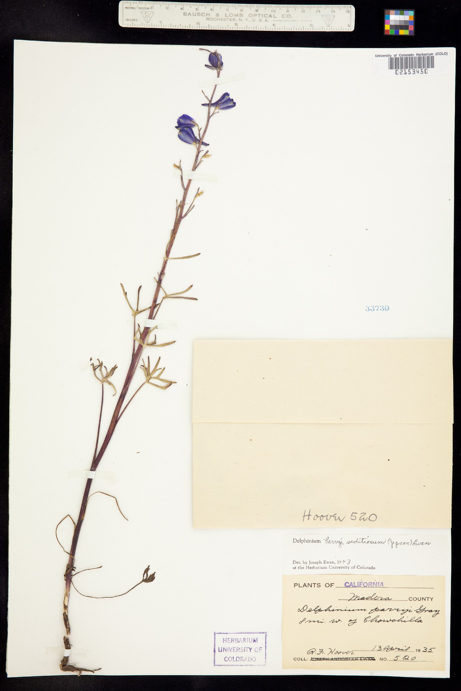 Delphinium parryi image