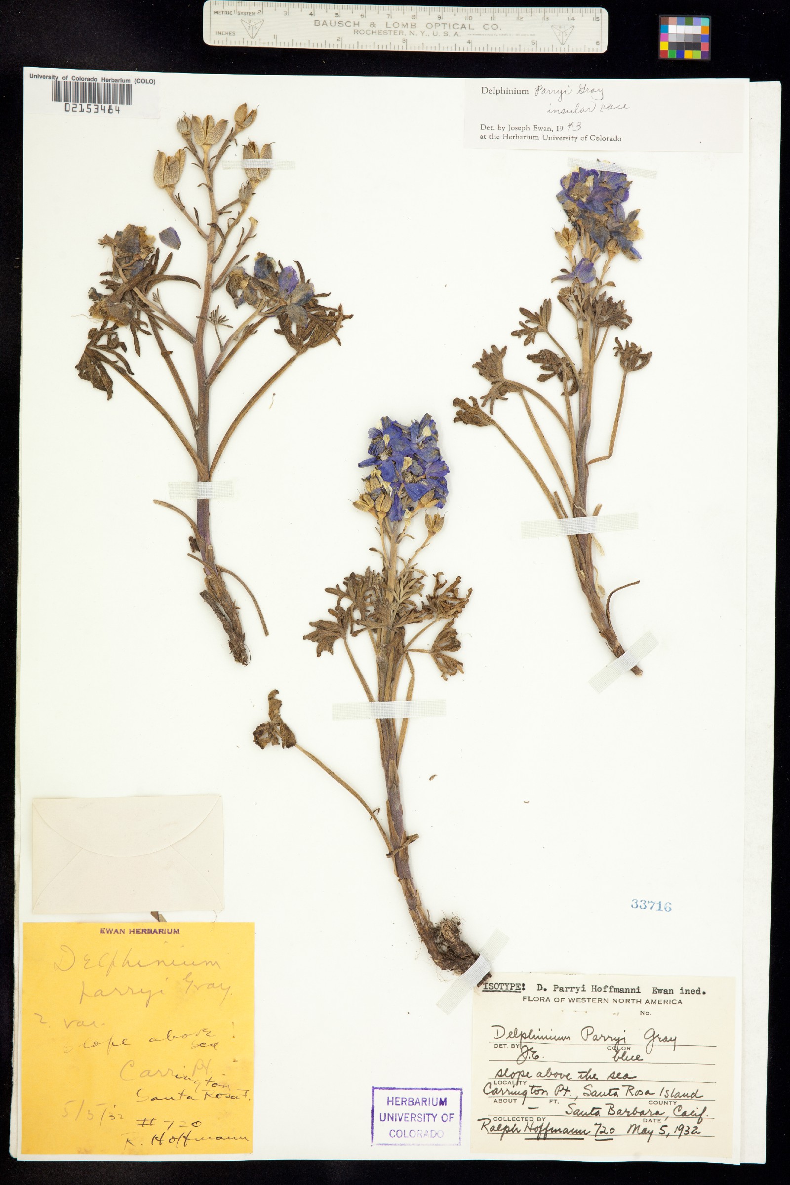 Delphinium parryi image