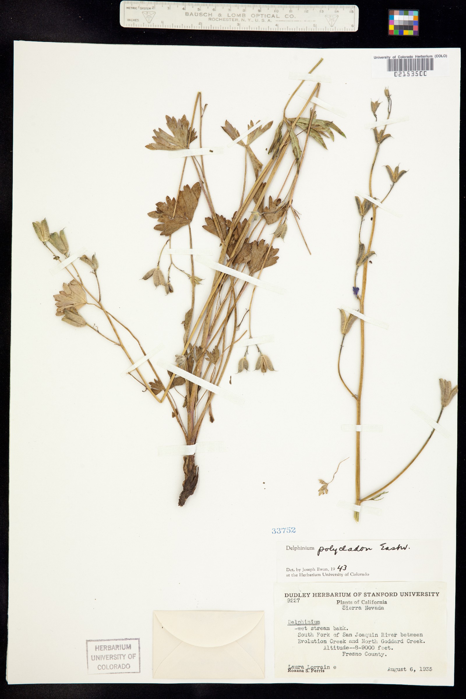 Delphinium polycladon image