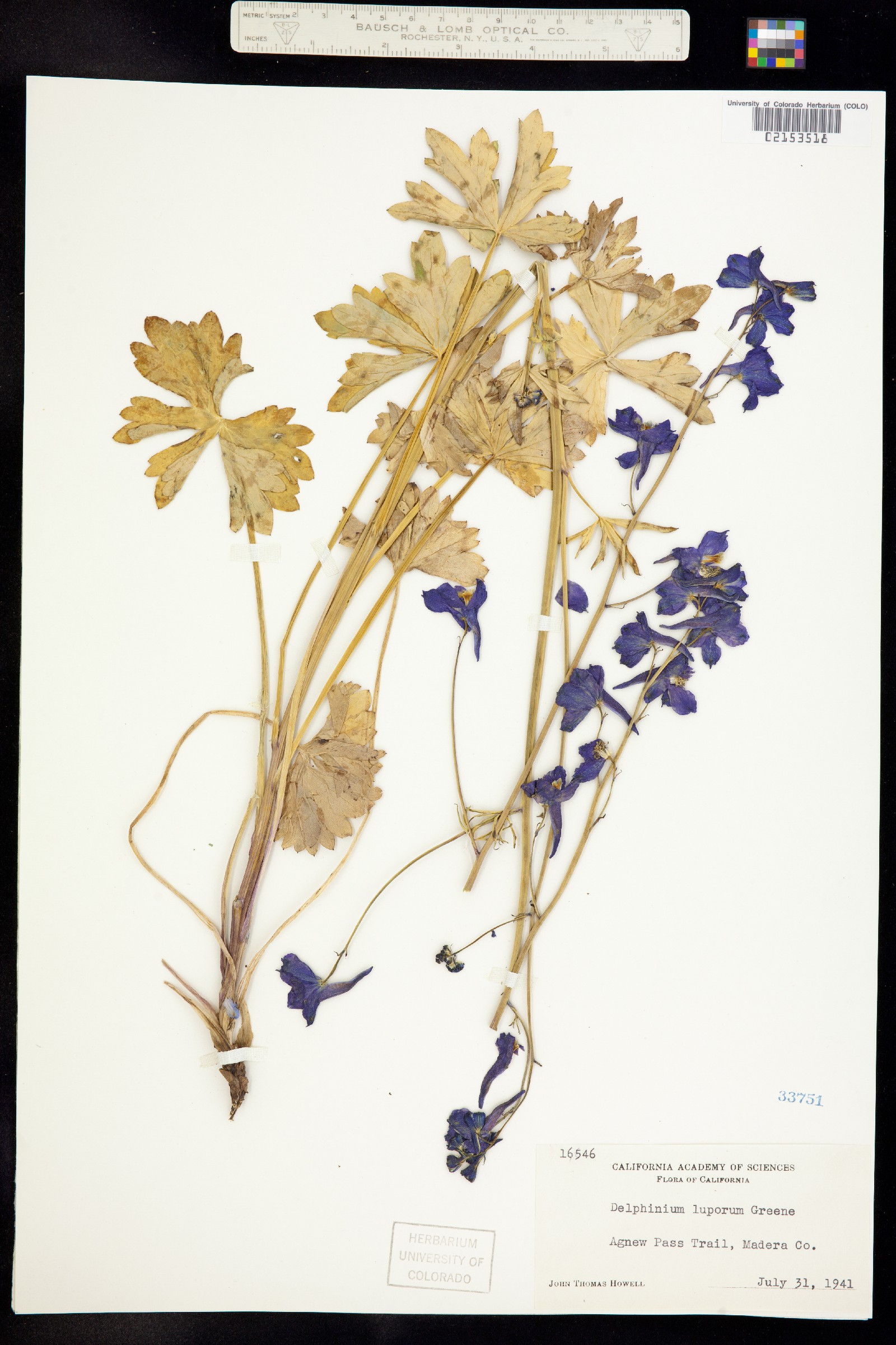 Delphinium polycladon image
