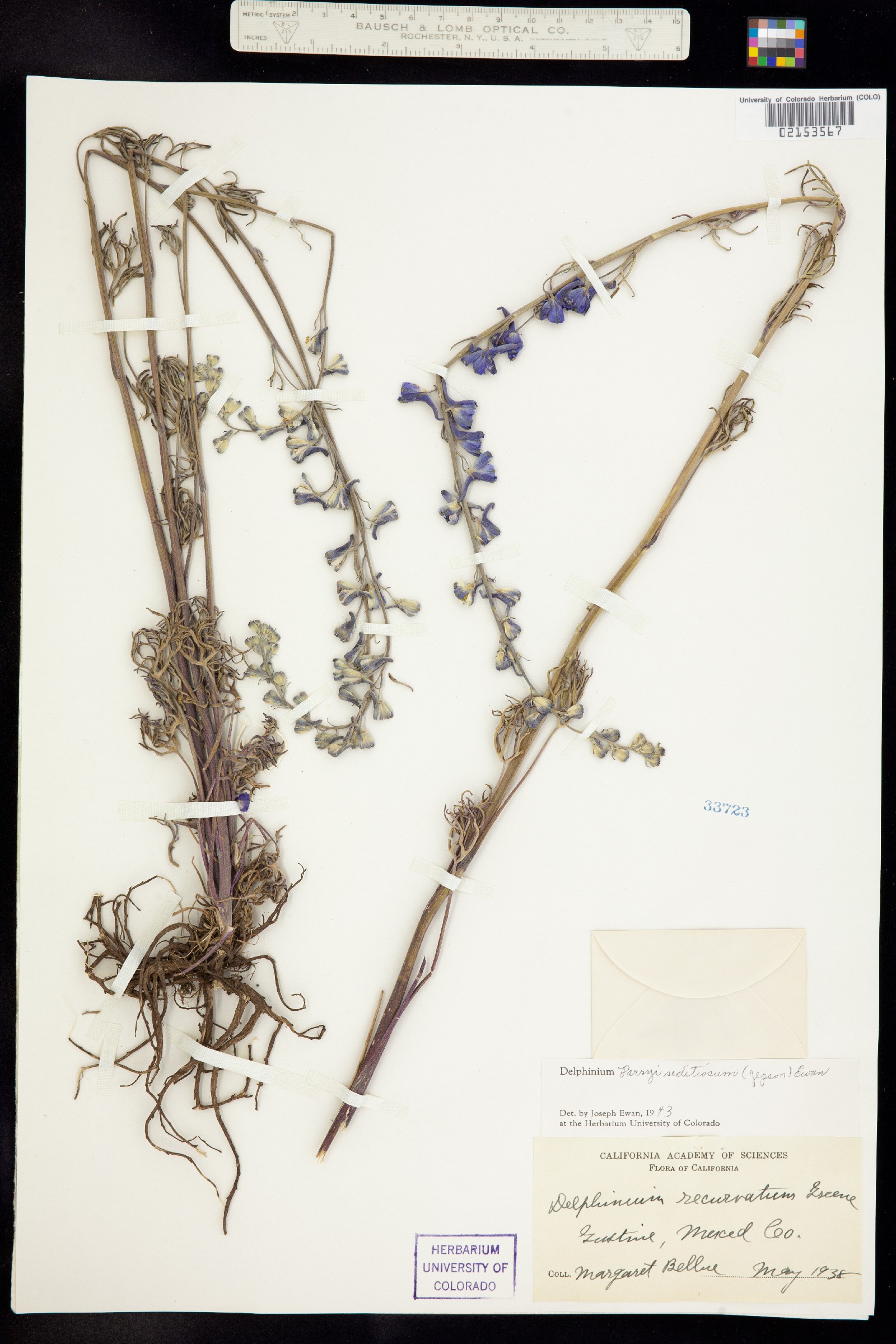 Delphinium parryi image