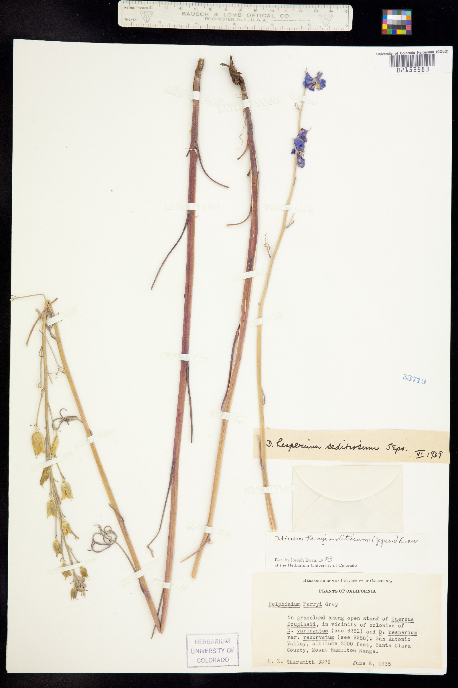 Delphinium parryi image