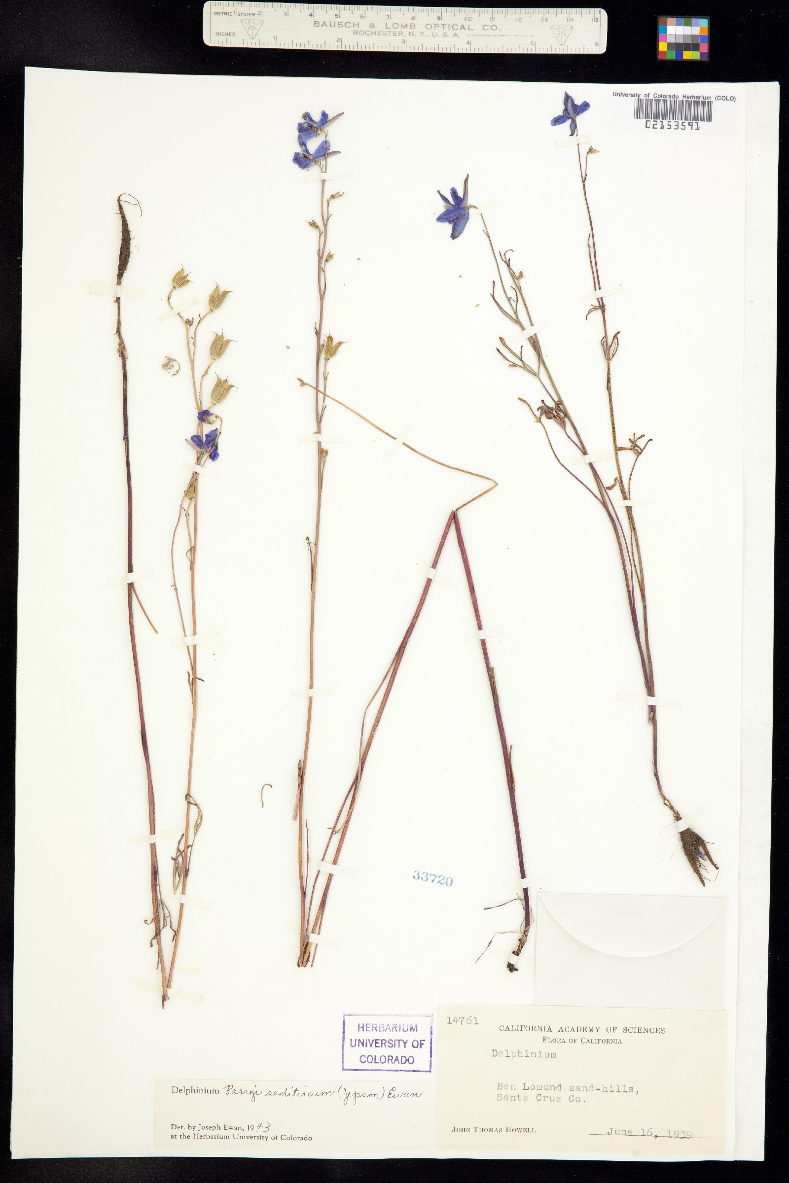 Delphinium parryi image