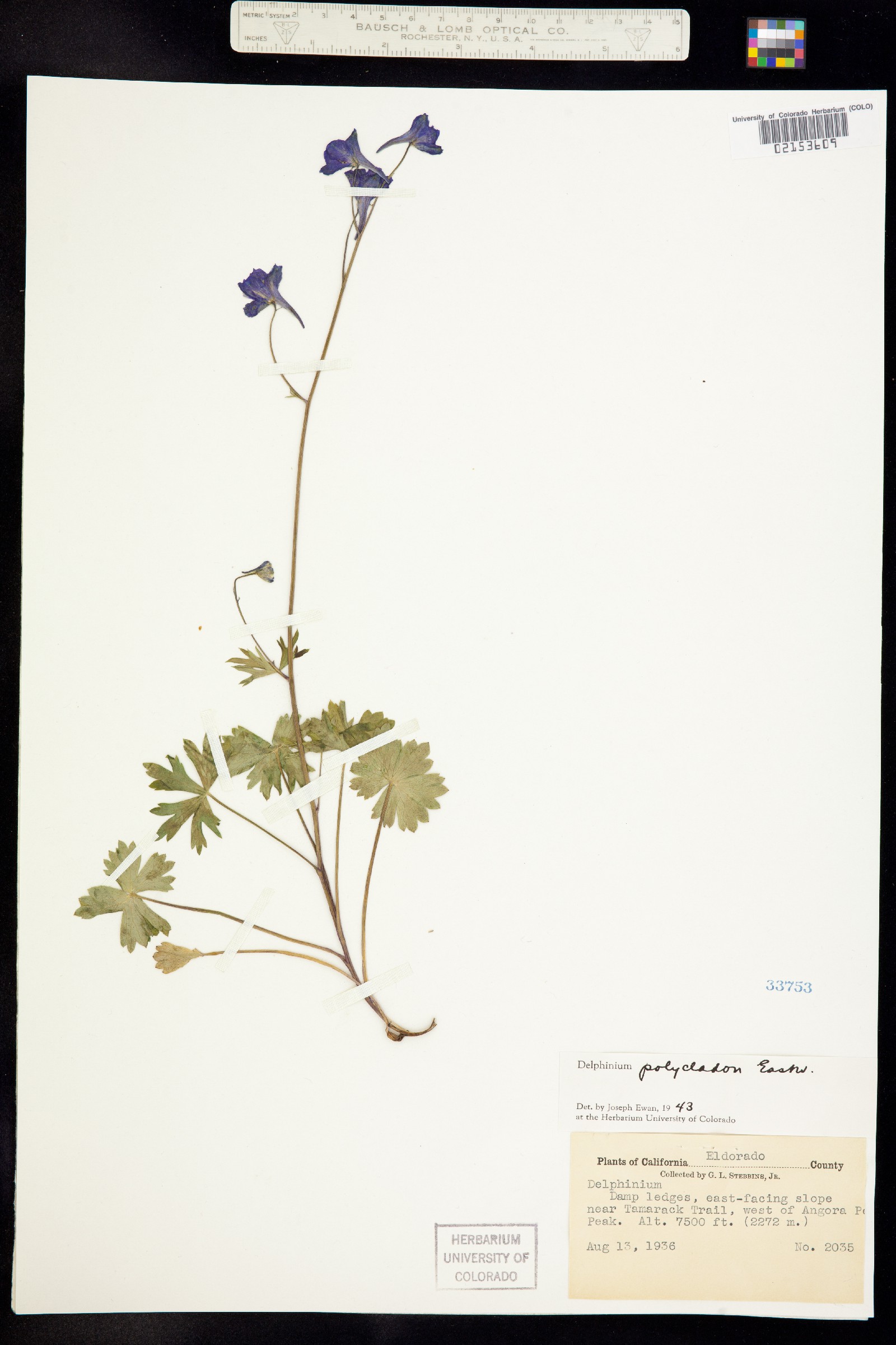 Delphinium polycladon image