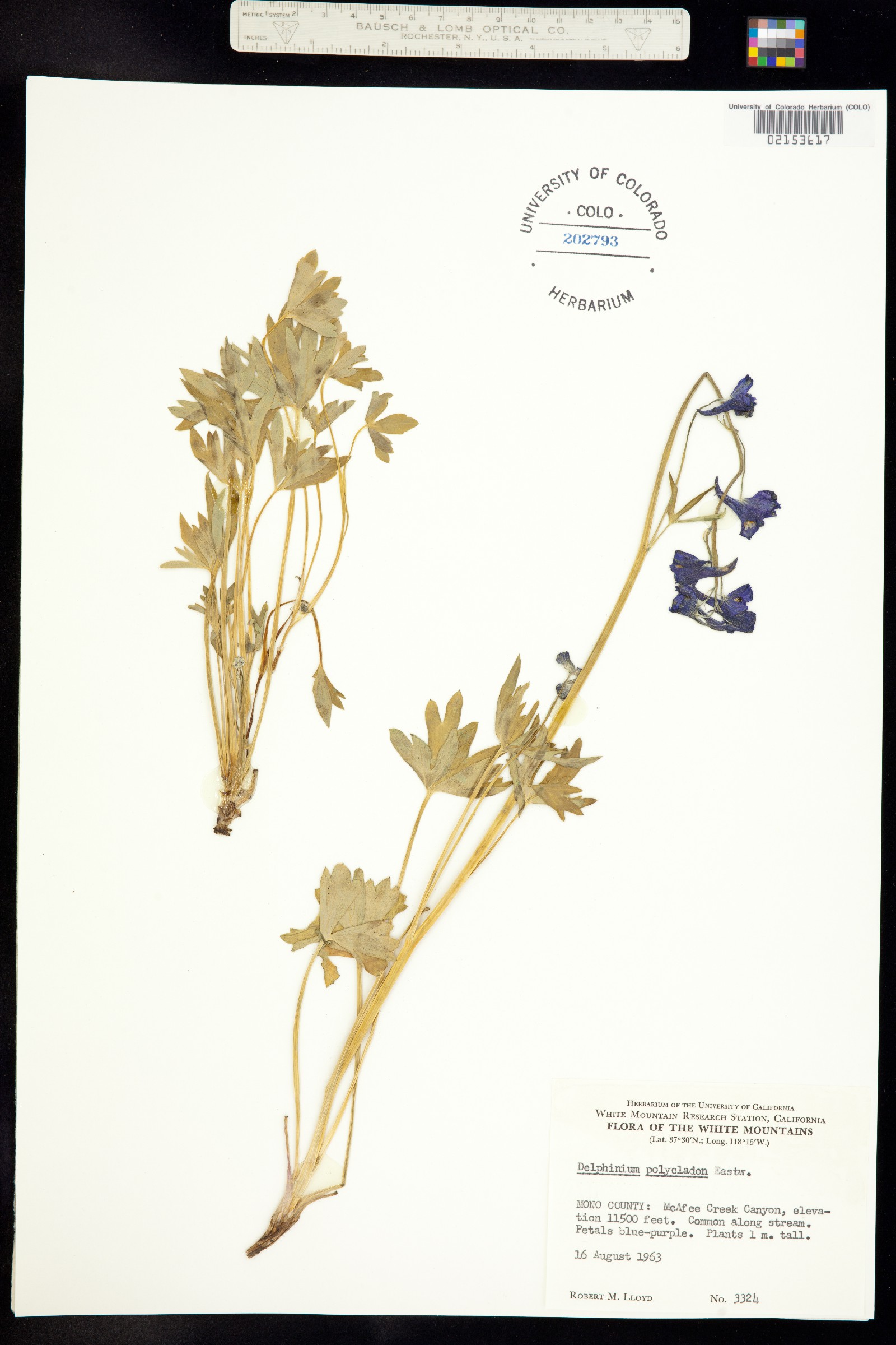 Delphinium polycladon image