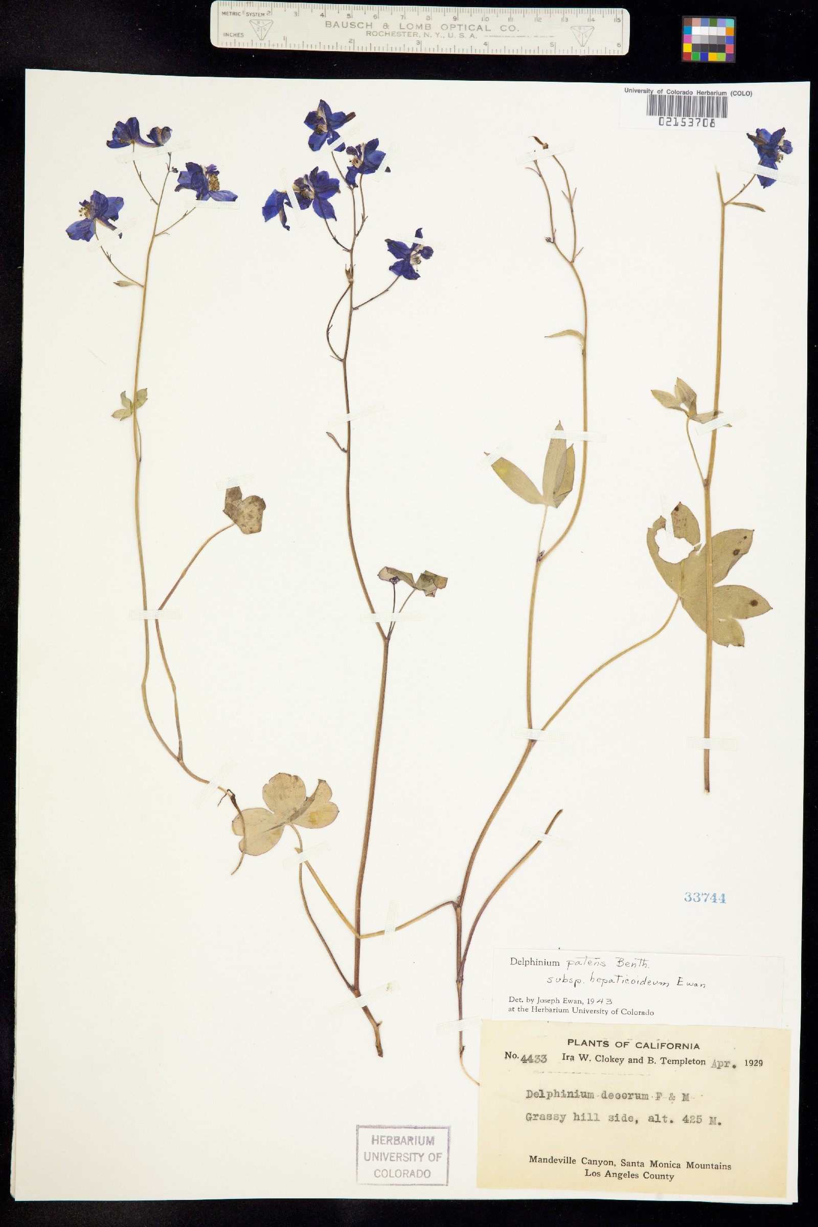 Delphinium patens image