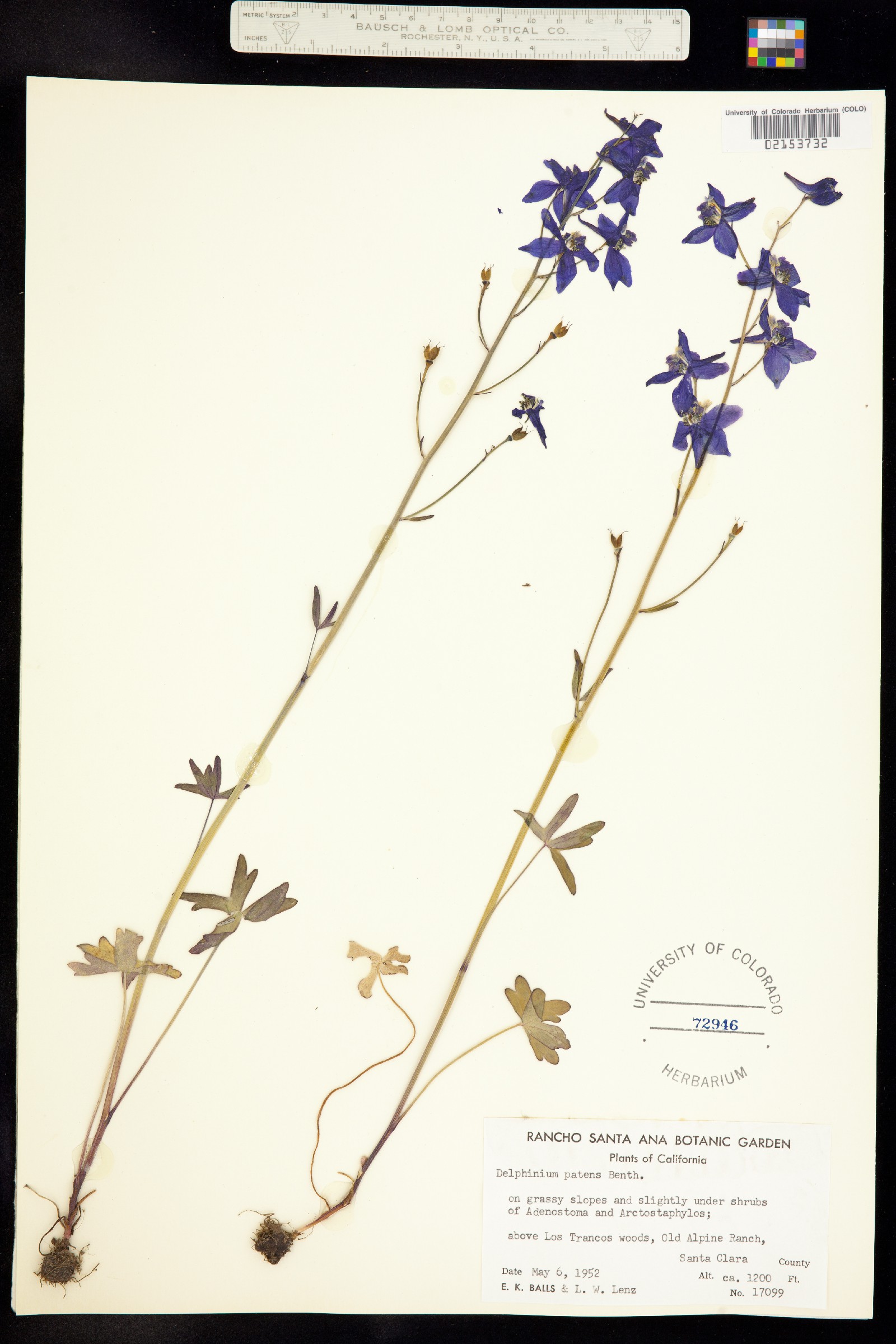 Delphinium patens image