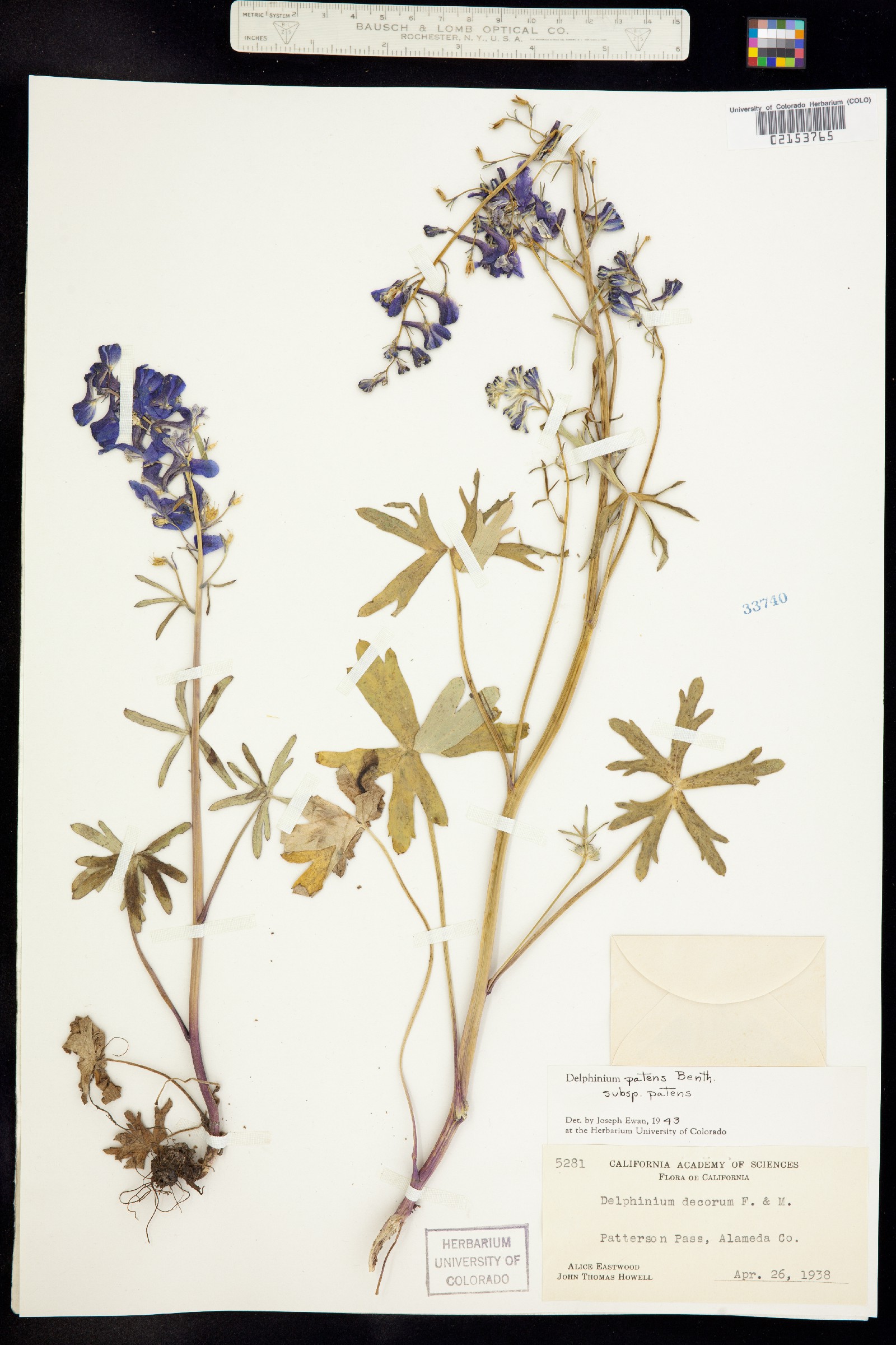 Delphinium patens image