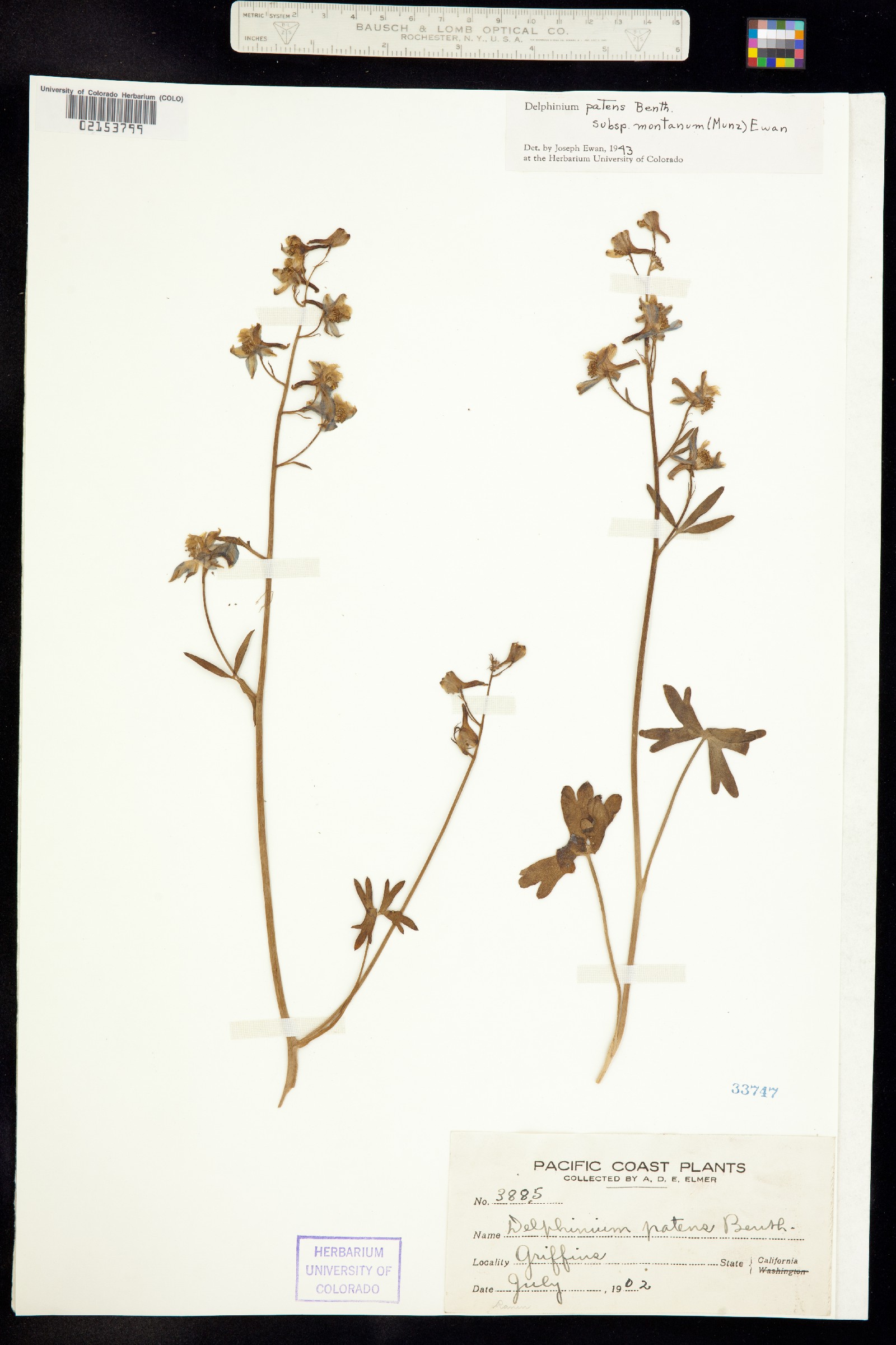 Delphinium patens image