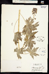 Delphinium stachydeum image