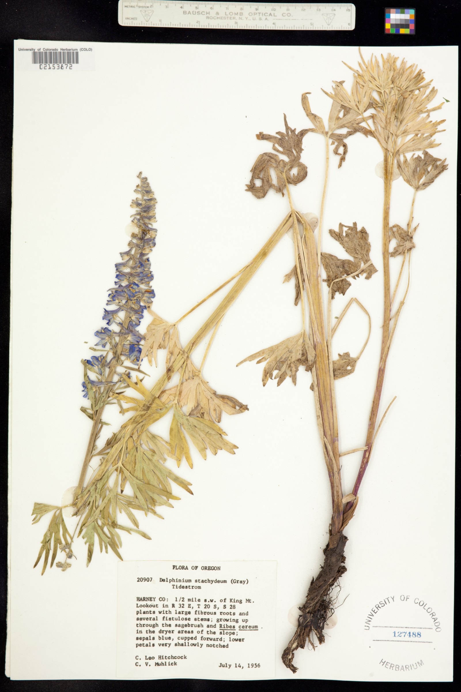 Delphinium stachydeum image