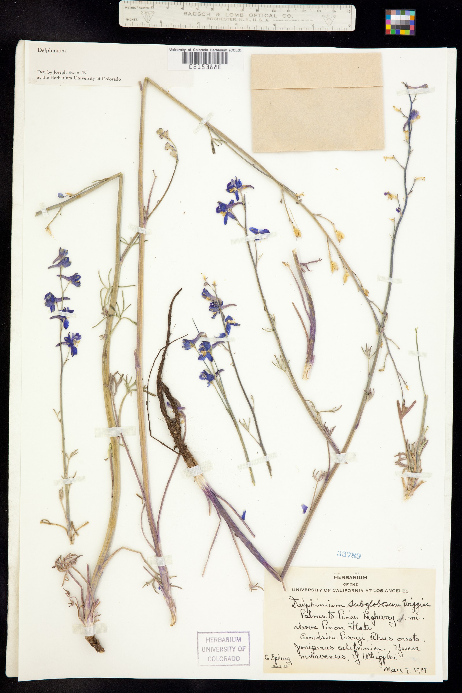 Delphinium parishii image