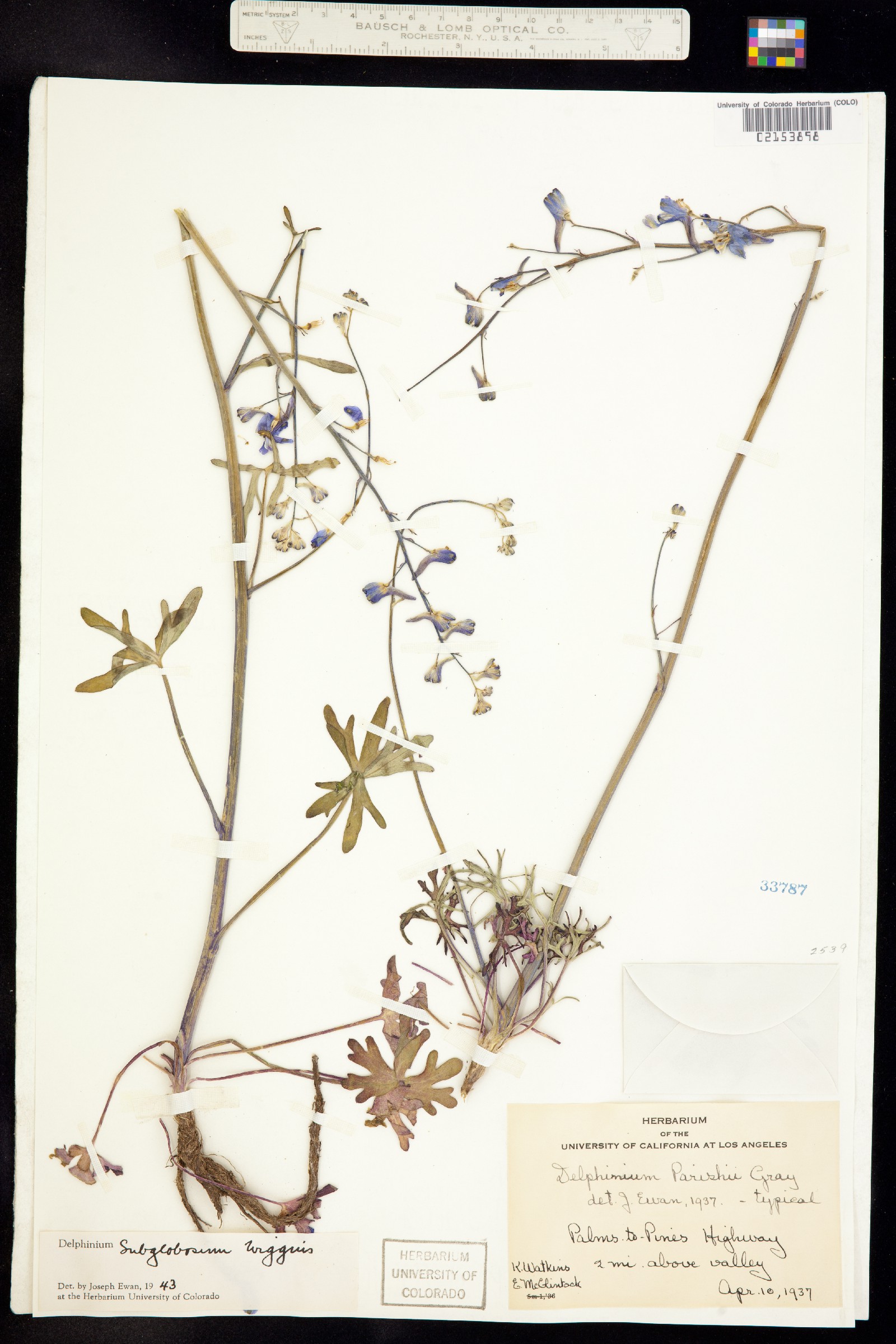 Delphinium parishii ssp. subglobosum image