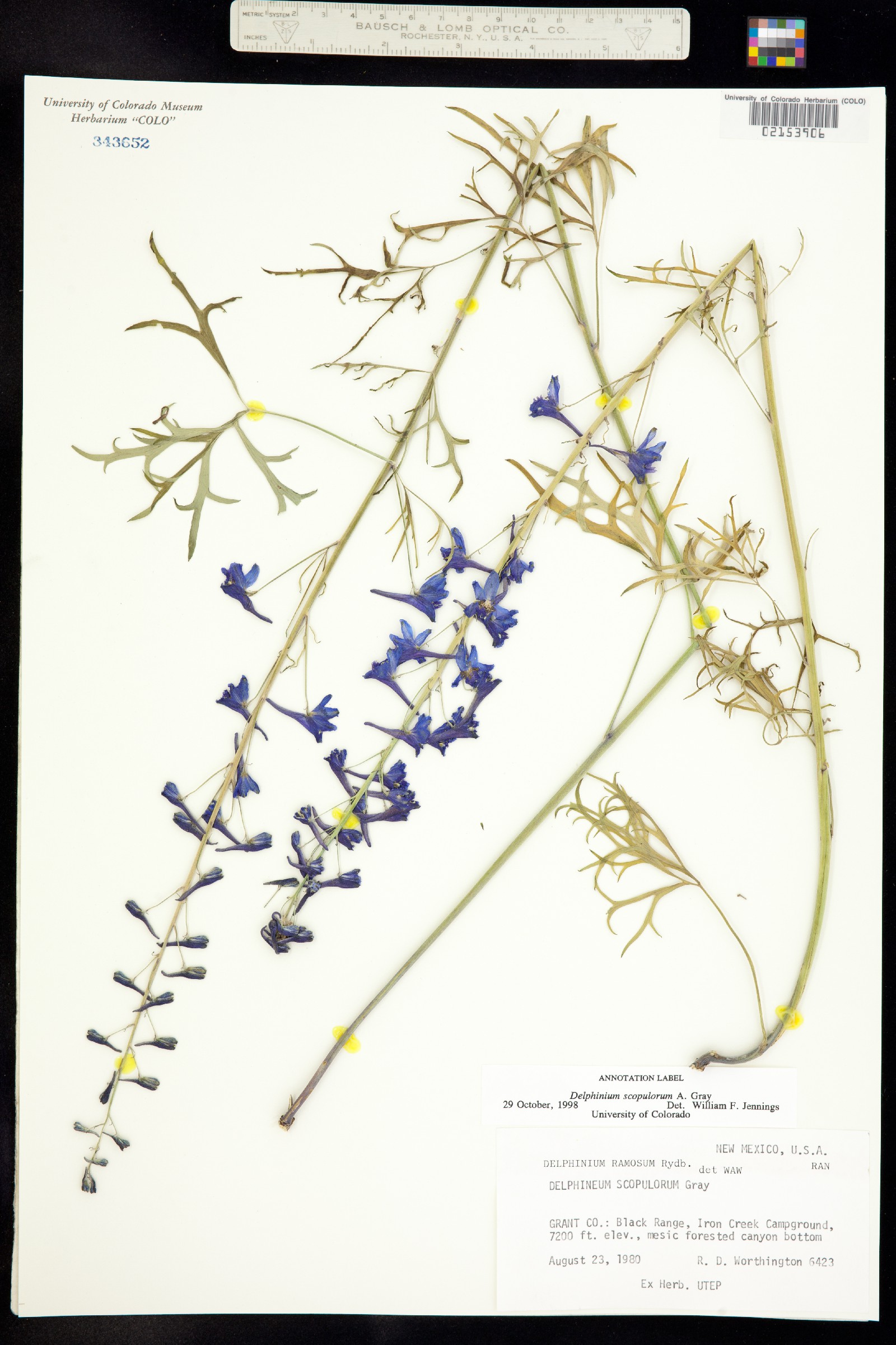 Delphinium scopulorum image