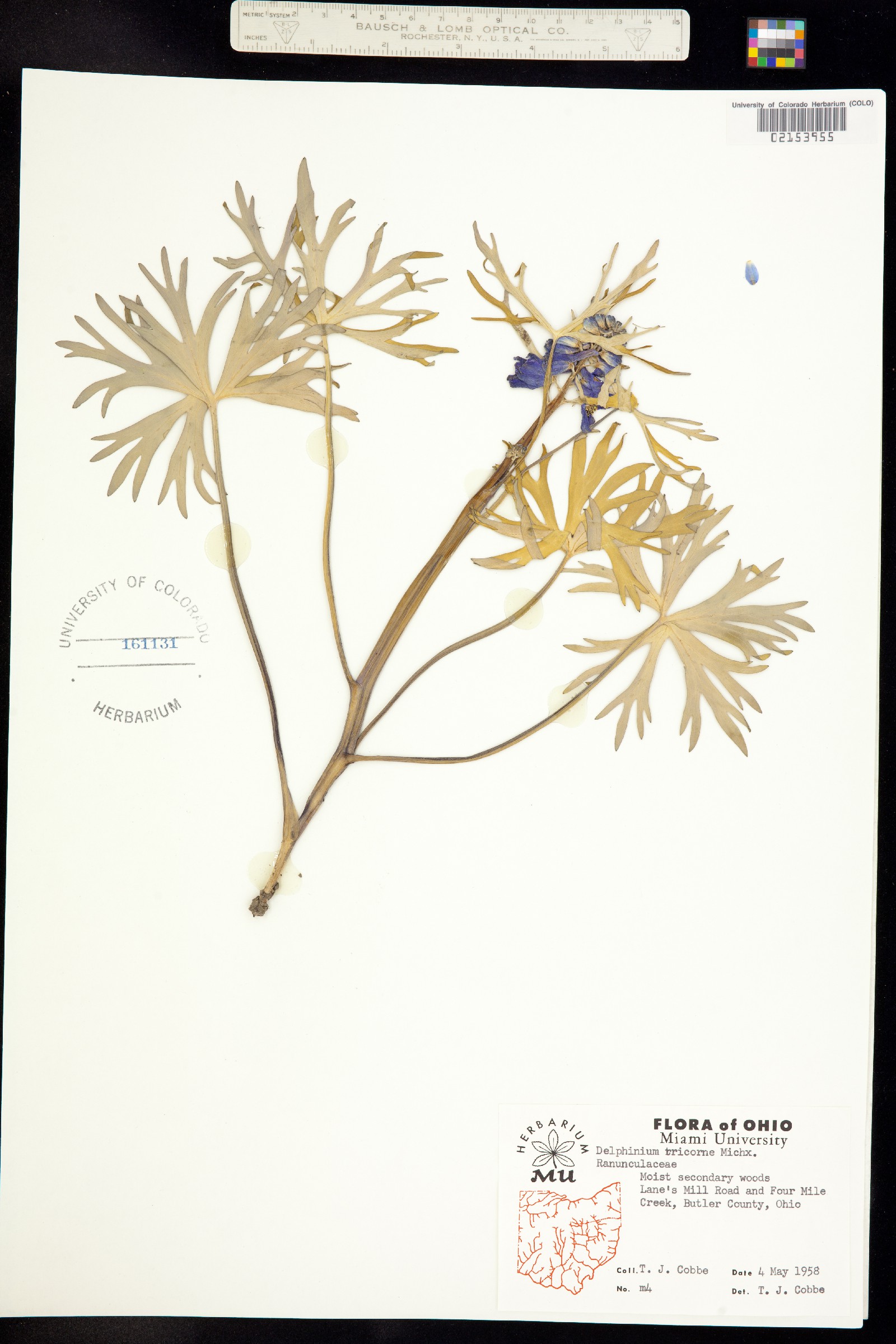 Delphinium tricorne image