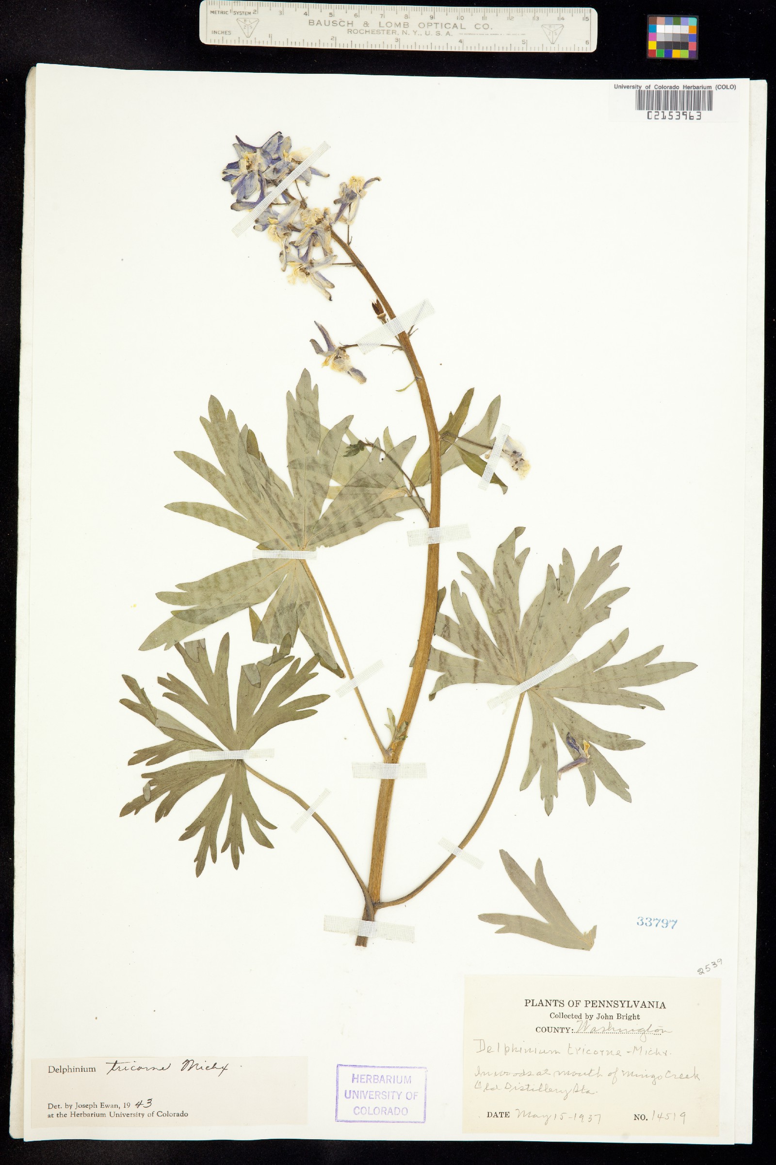 Delphinium tricorne image