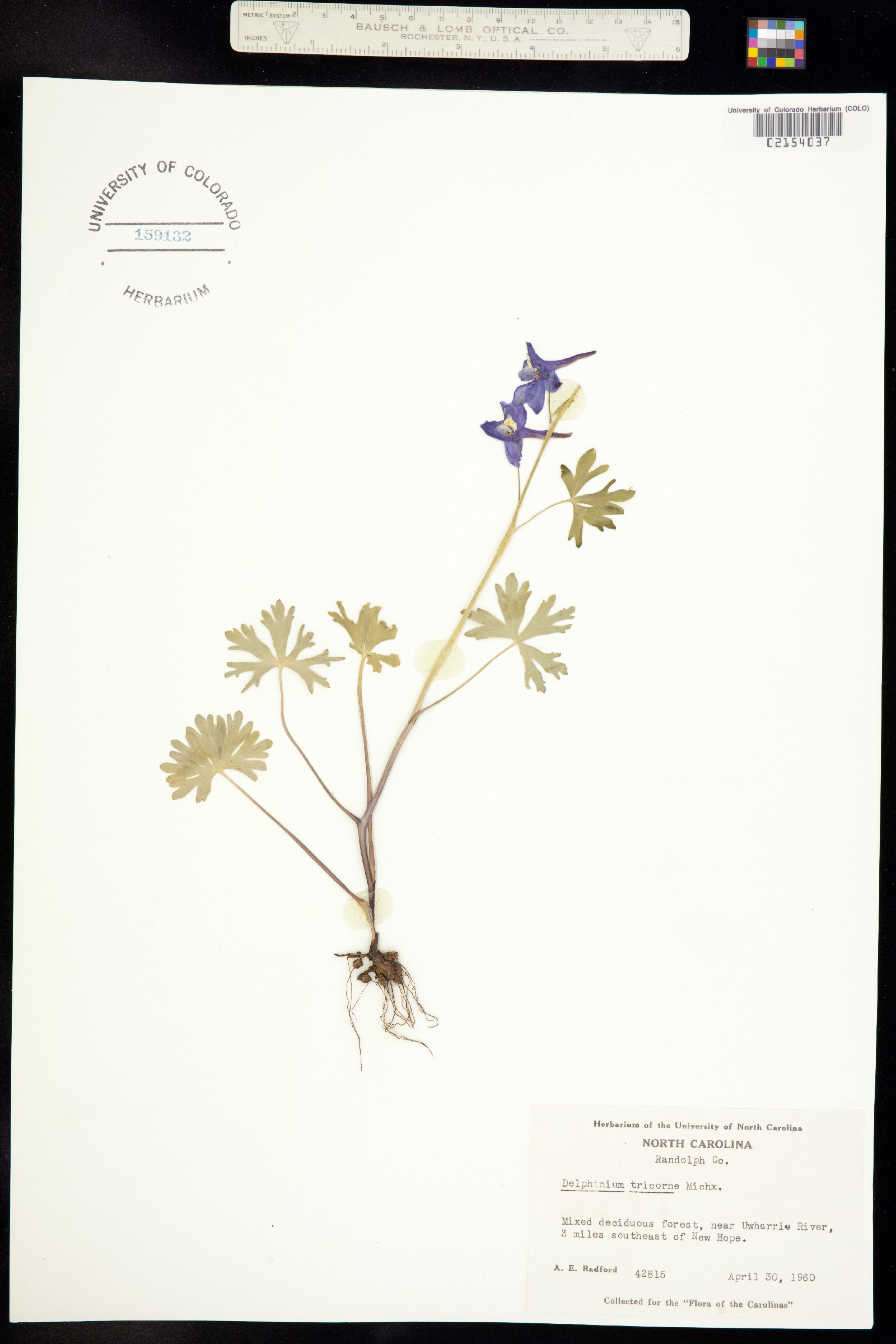 Delphinium tricorne image