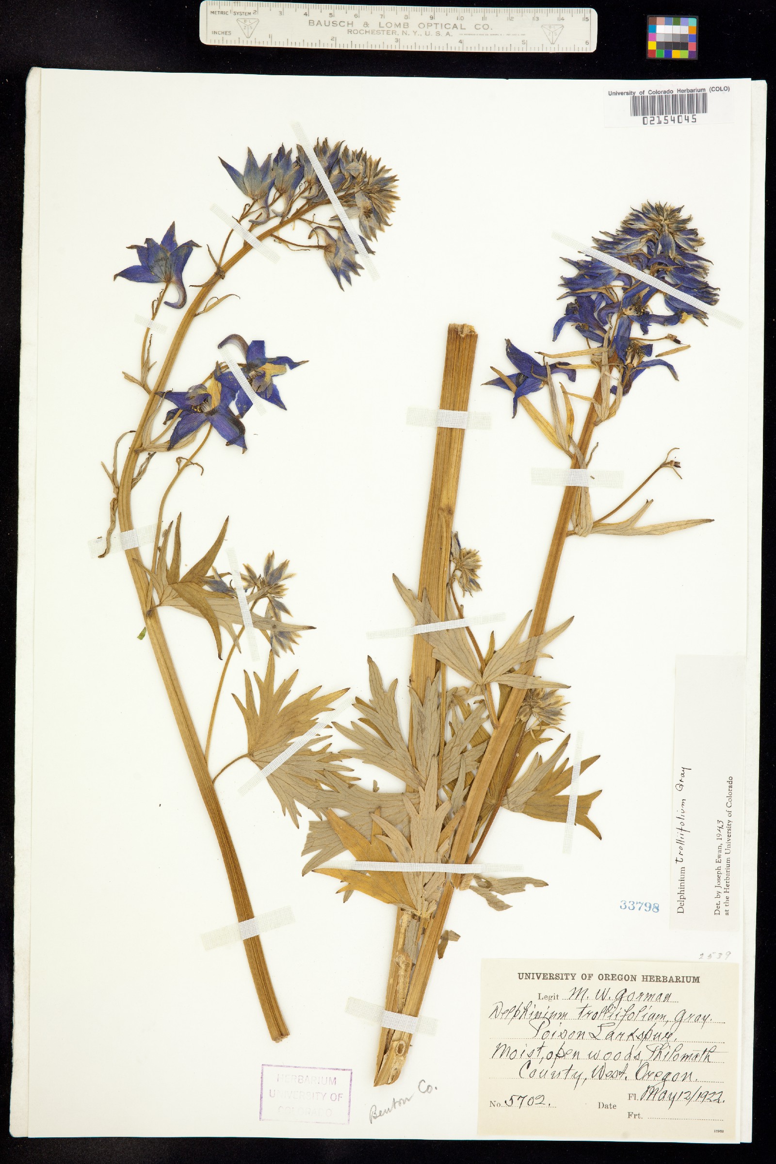 Delphinium trolliifolium image