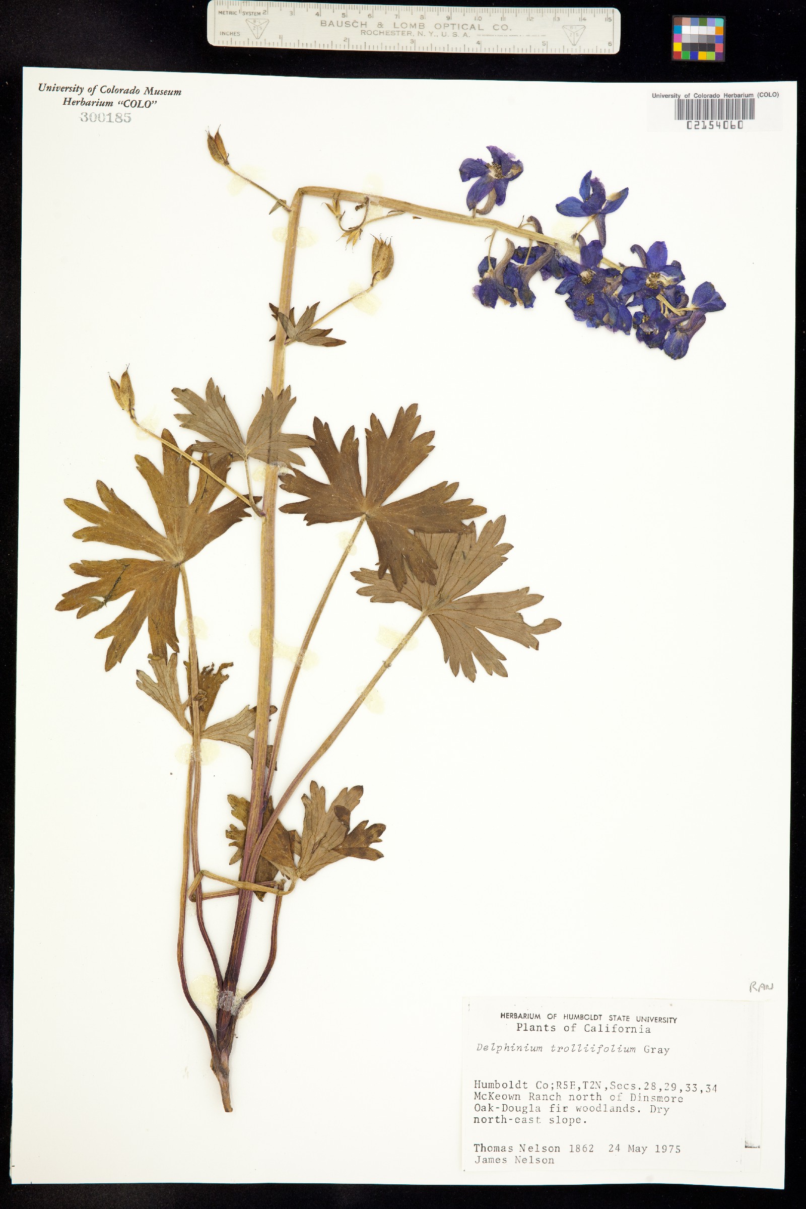 Delphinium trolliifolium image