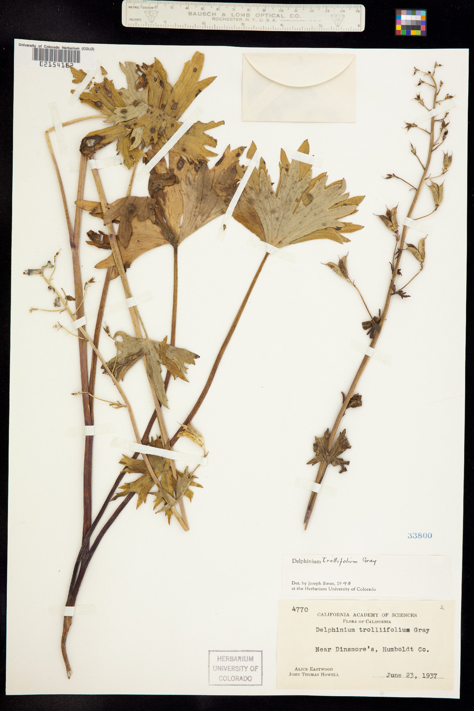 Delphinium trolliifolium image