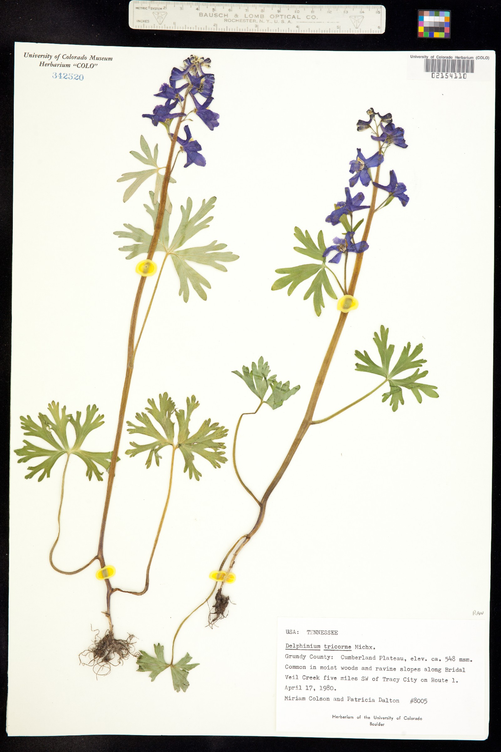 Delphinium tricorne image